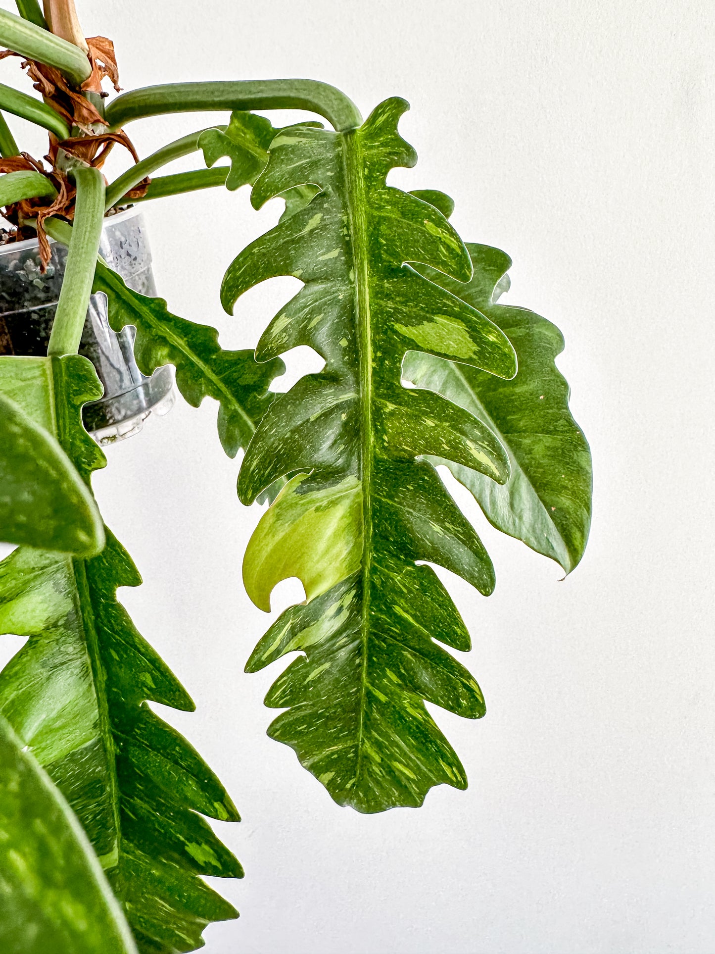 Philodendron ring of fire