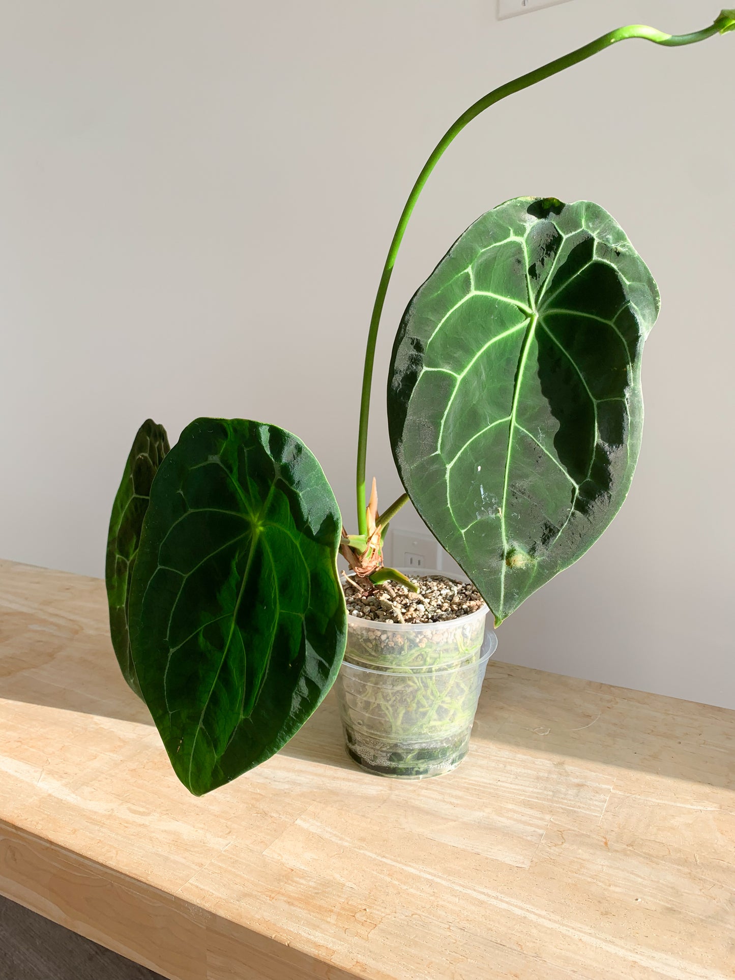 Anthurium Forgetii dark form