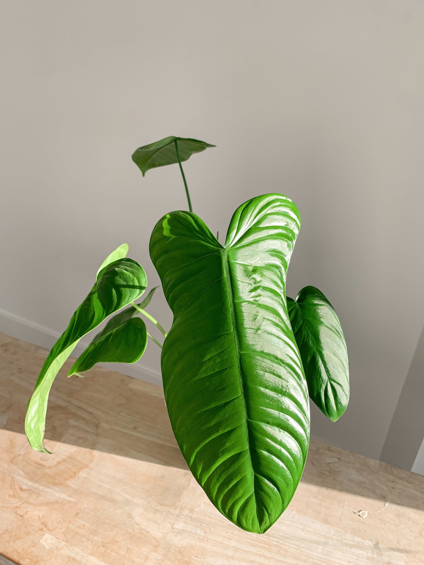 Philodendron Sharoniae