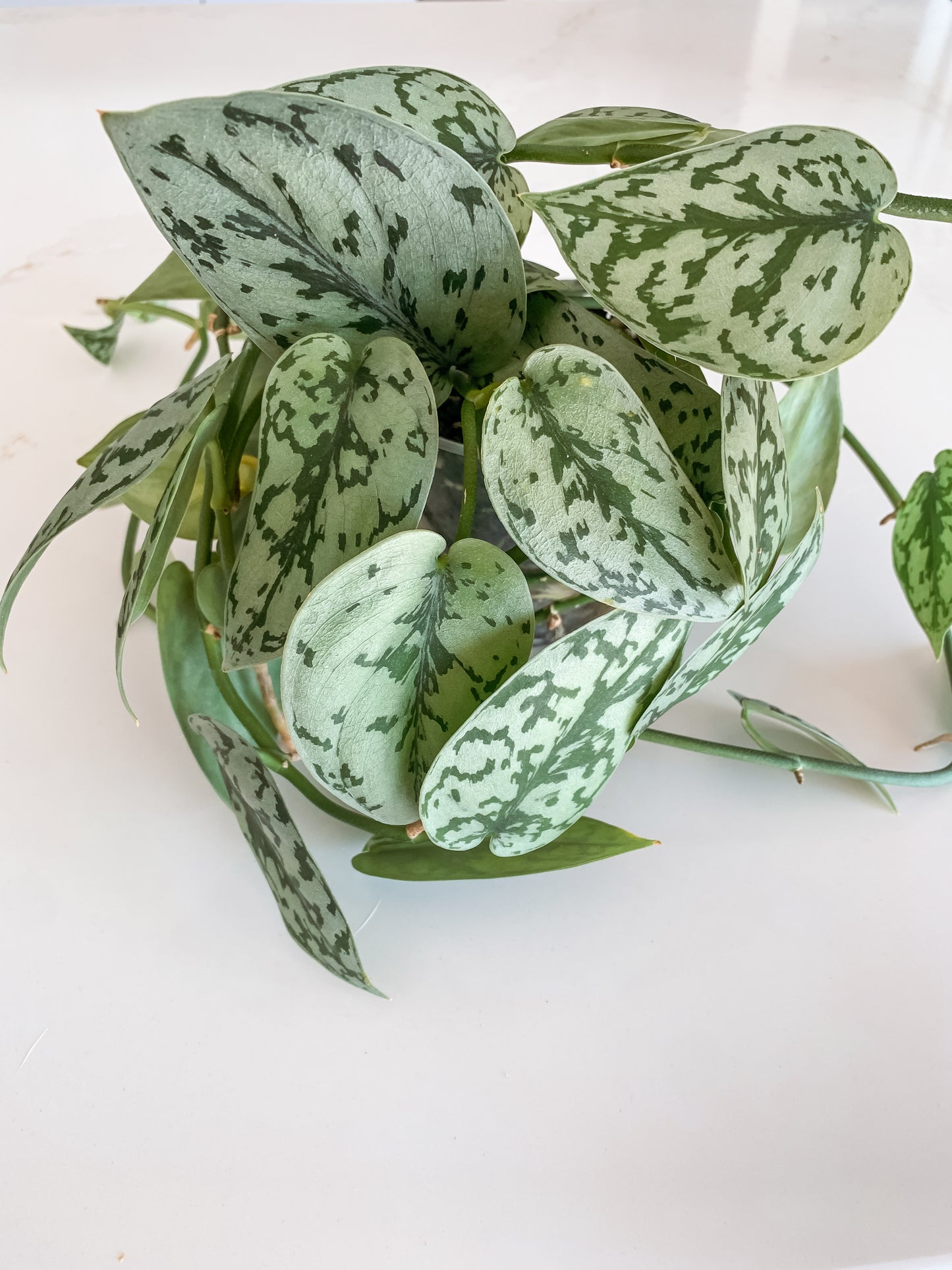 Scindapsus Silver Lady (3 ft long)