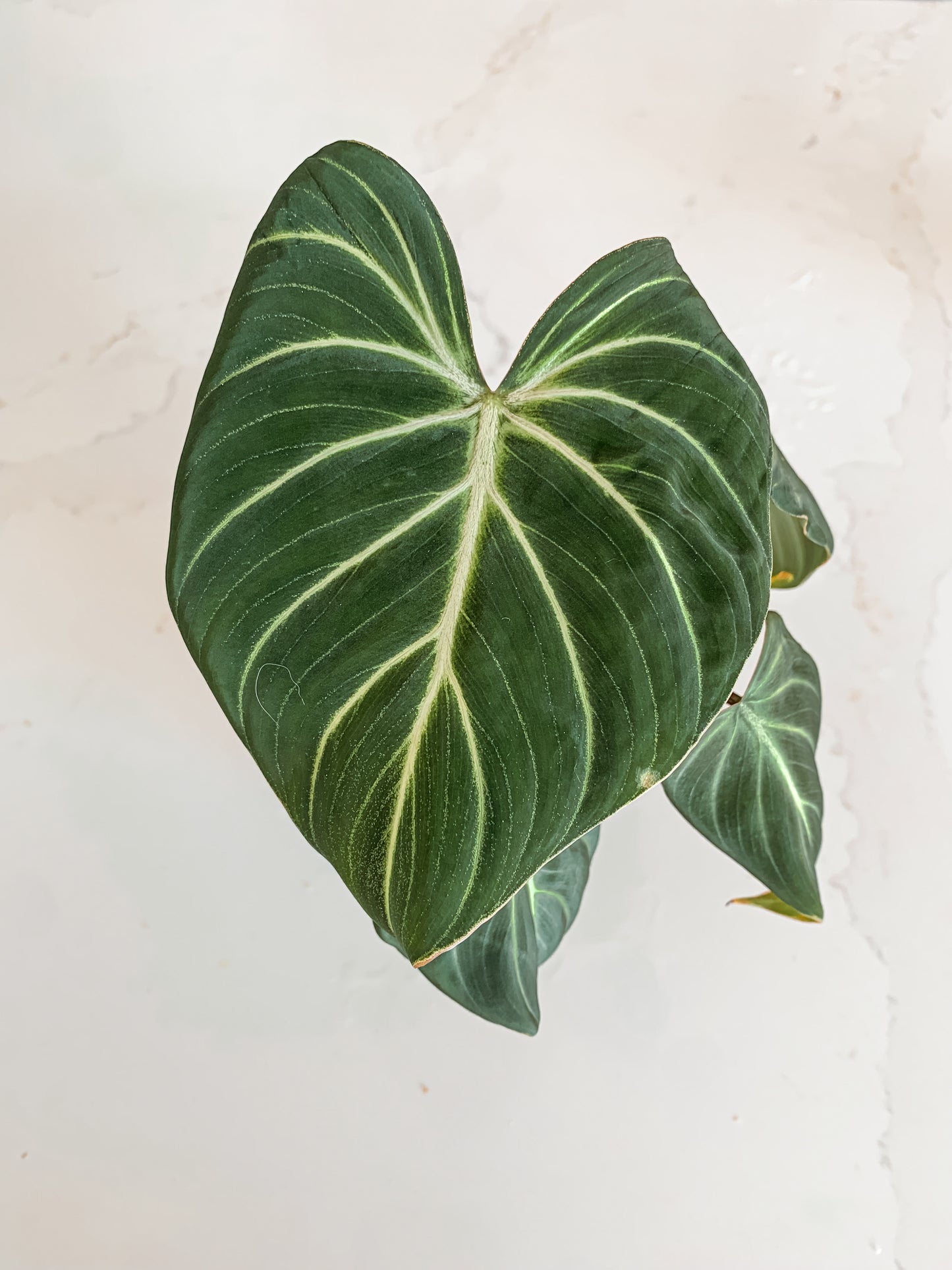 Philodendron Gloriosum zebra