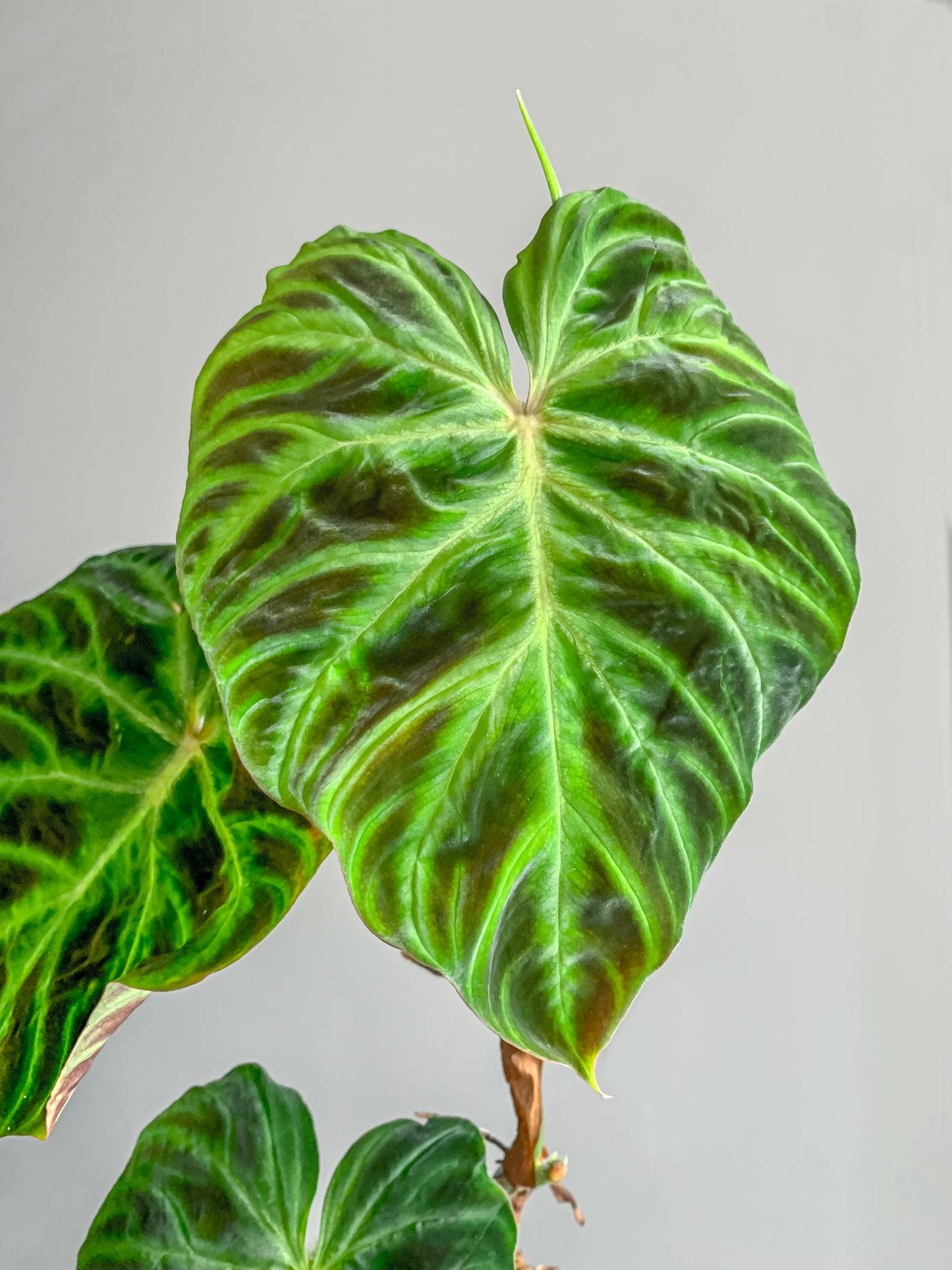 Philodendron 'Verrucosum 2'