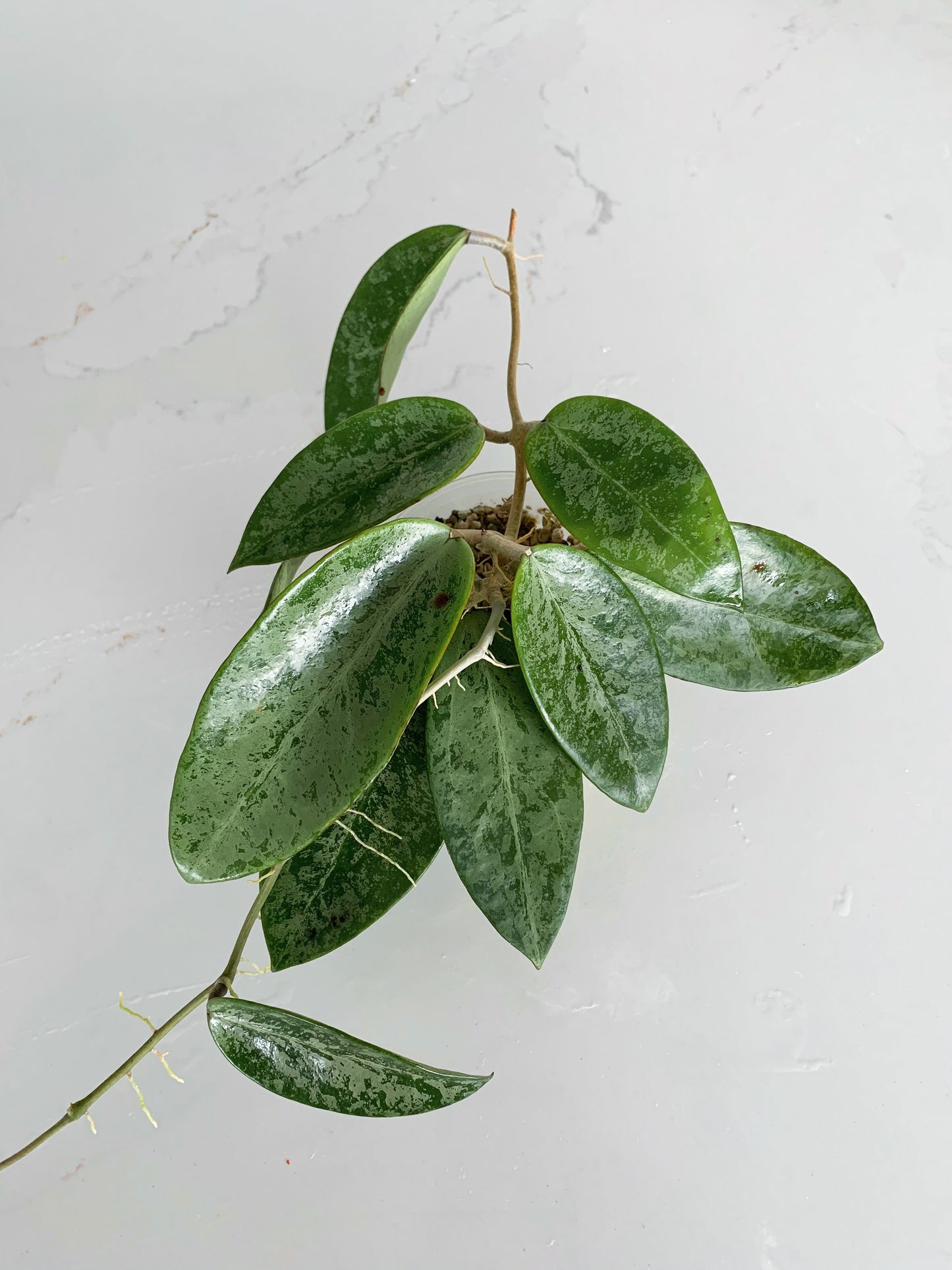 Hoya 'Rime' splash