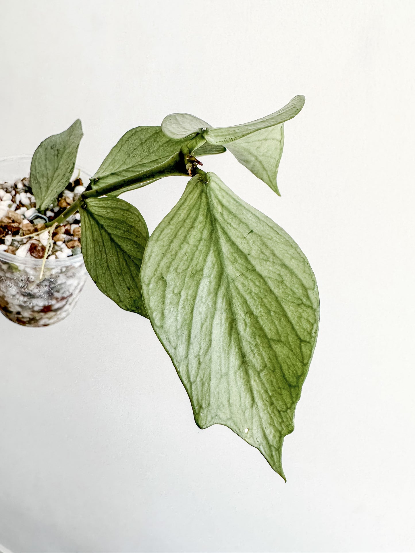 Hoya Polyneura Silver