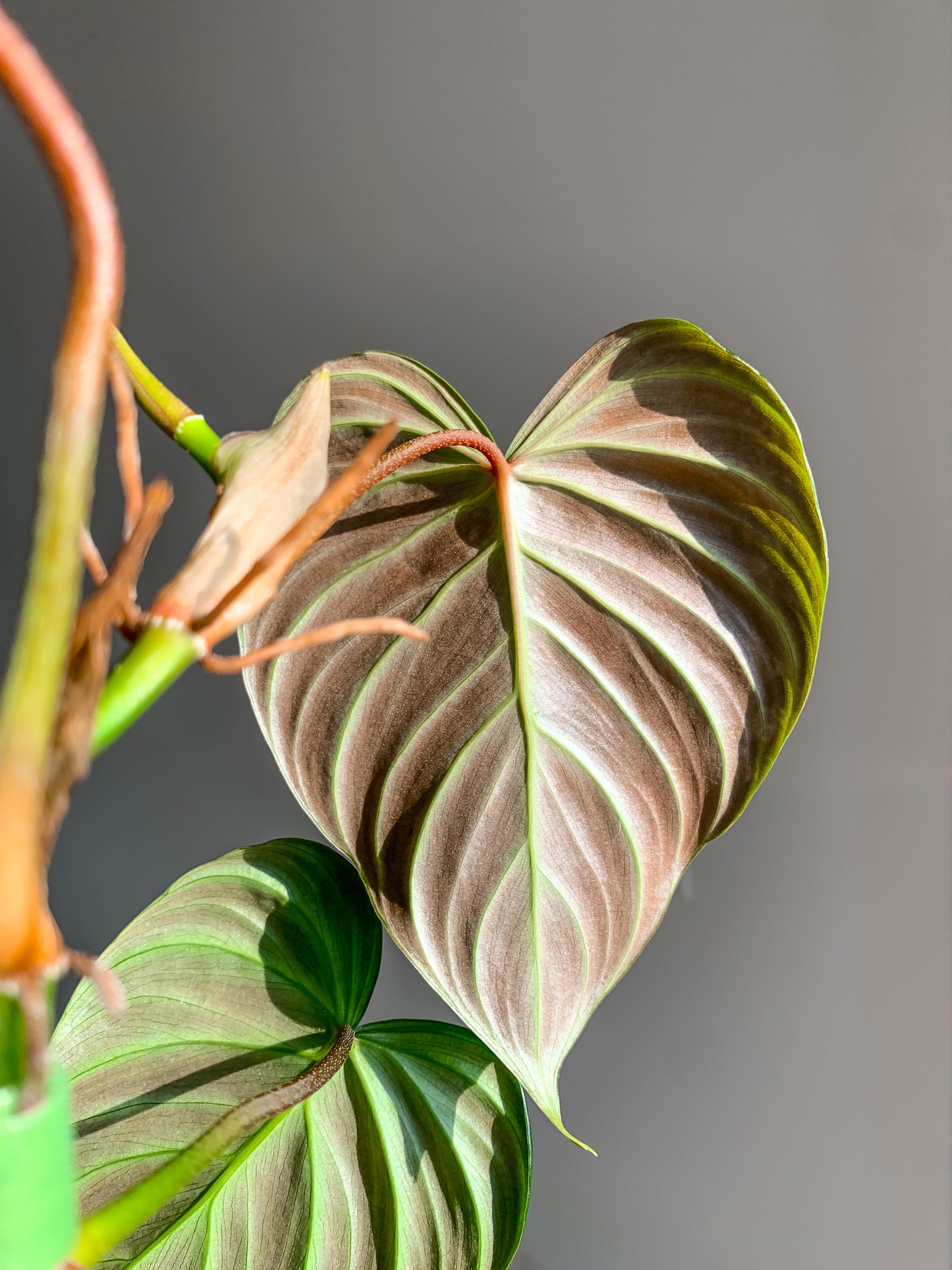 Philodendron Majestic