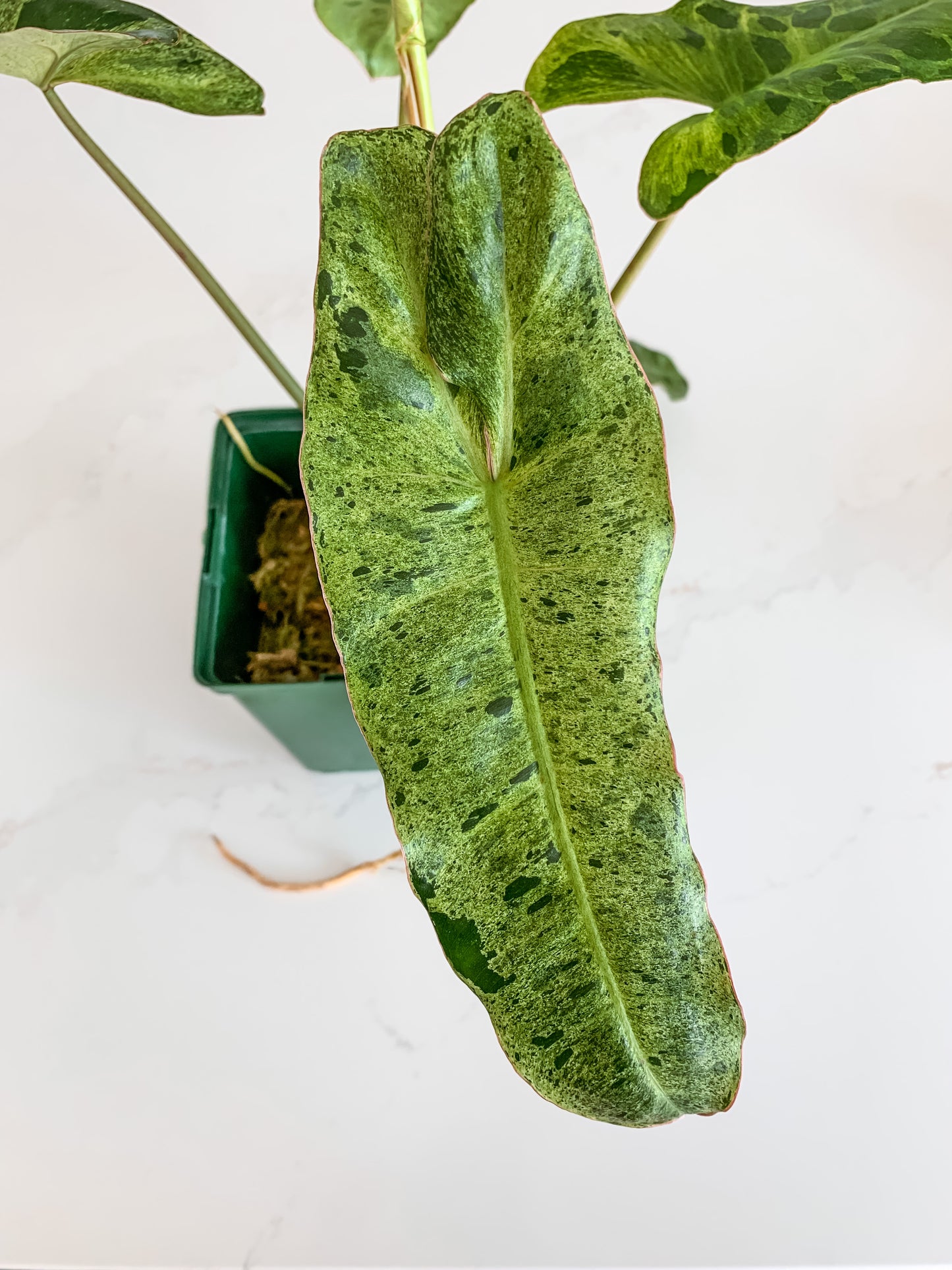 Philodendron Paraiso Verde