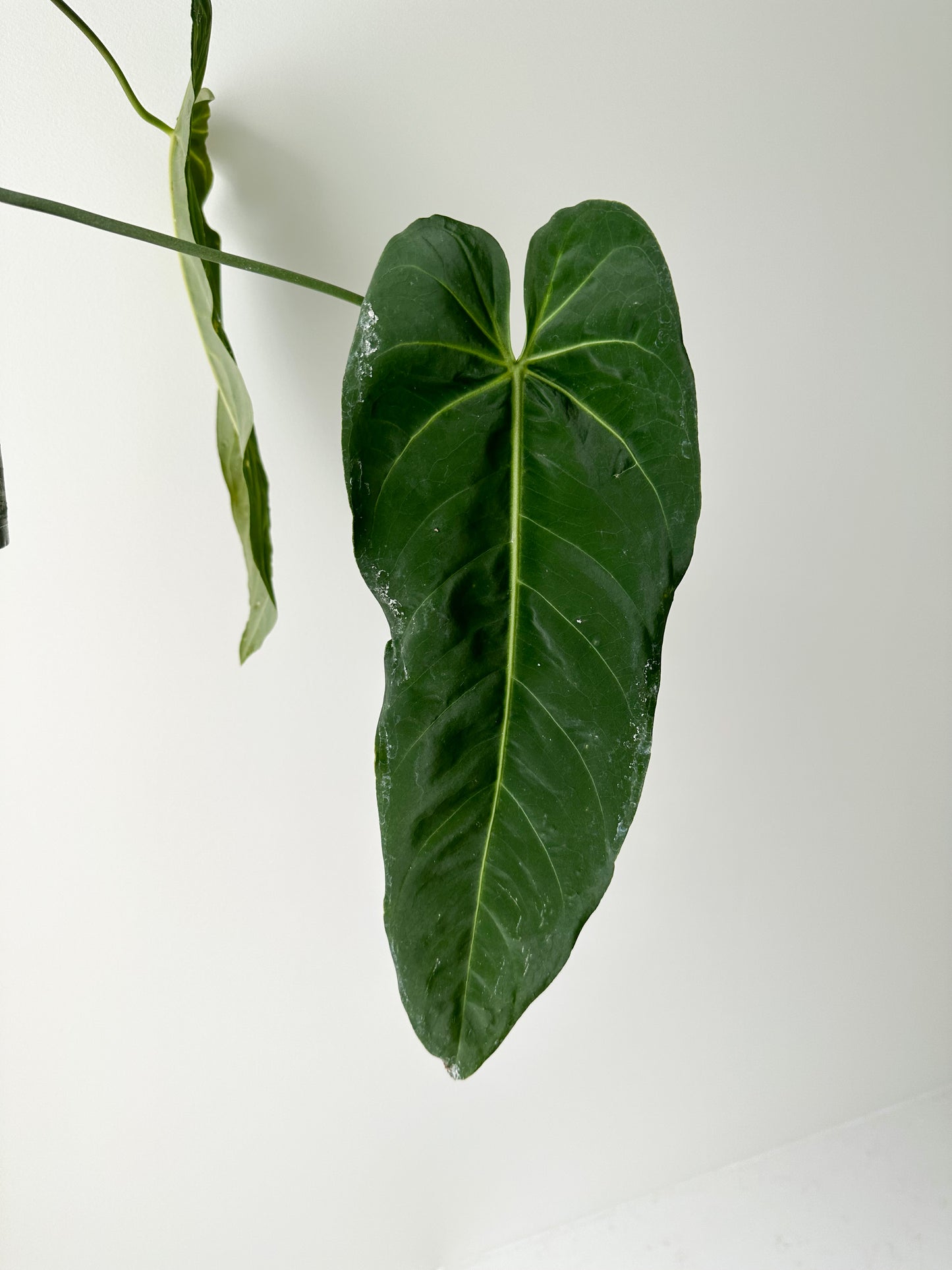 Anthurium Metallicum