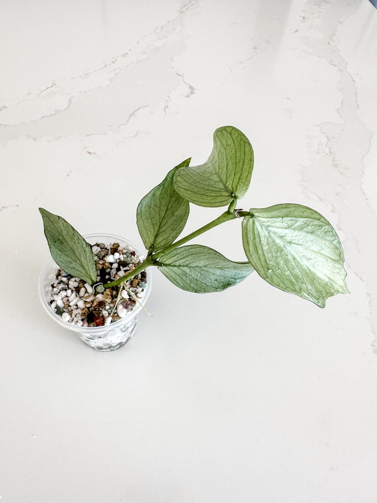 Hoya Polyneura Silver