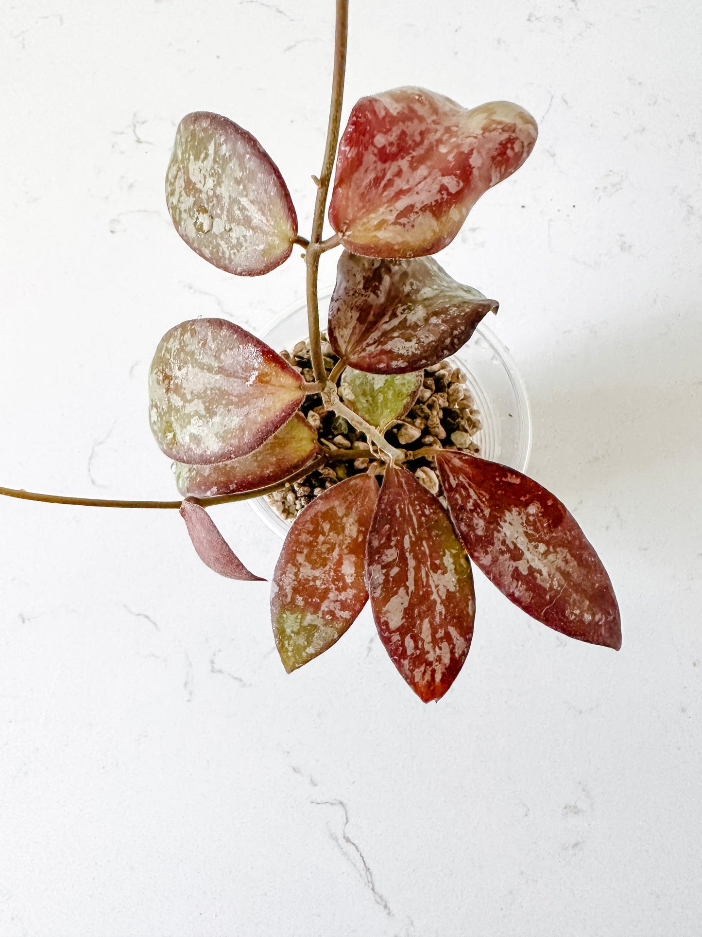 Hoya sp from Indonesia