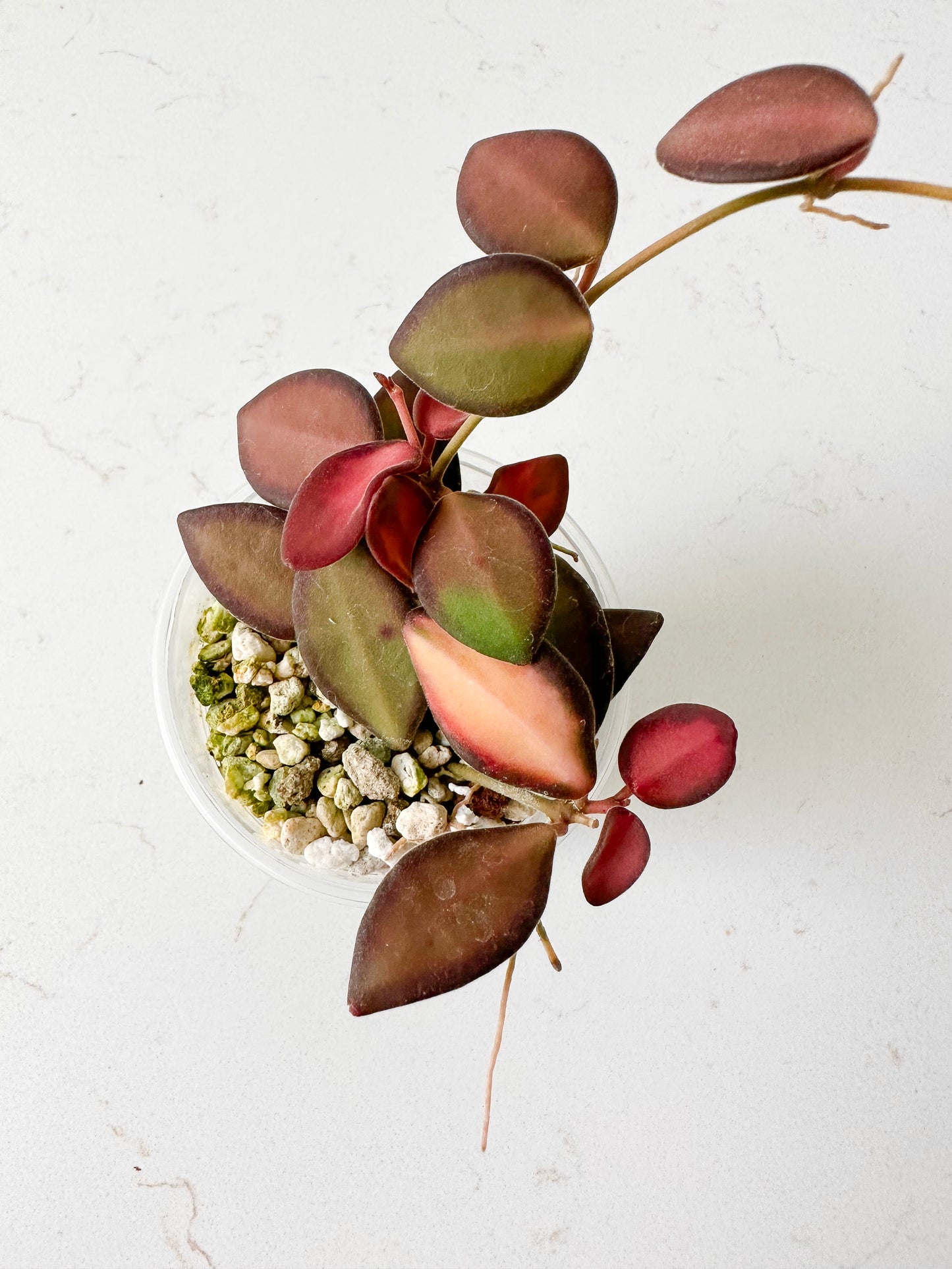 Hoya sp. aff. burtoniae variegated