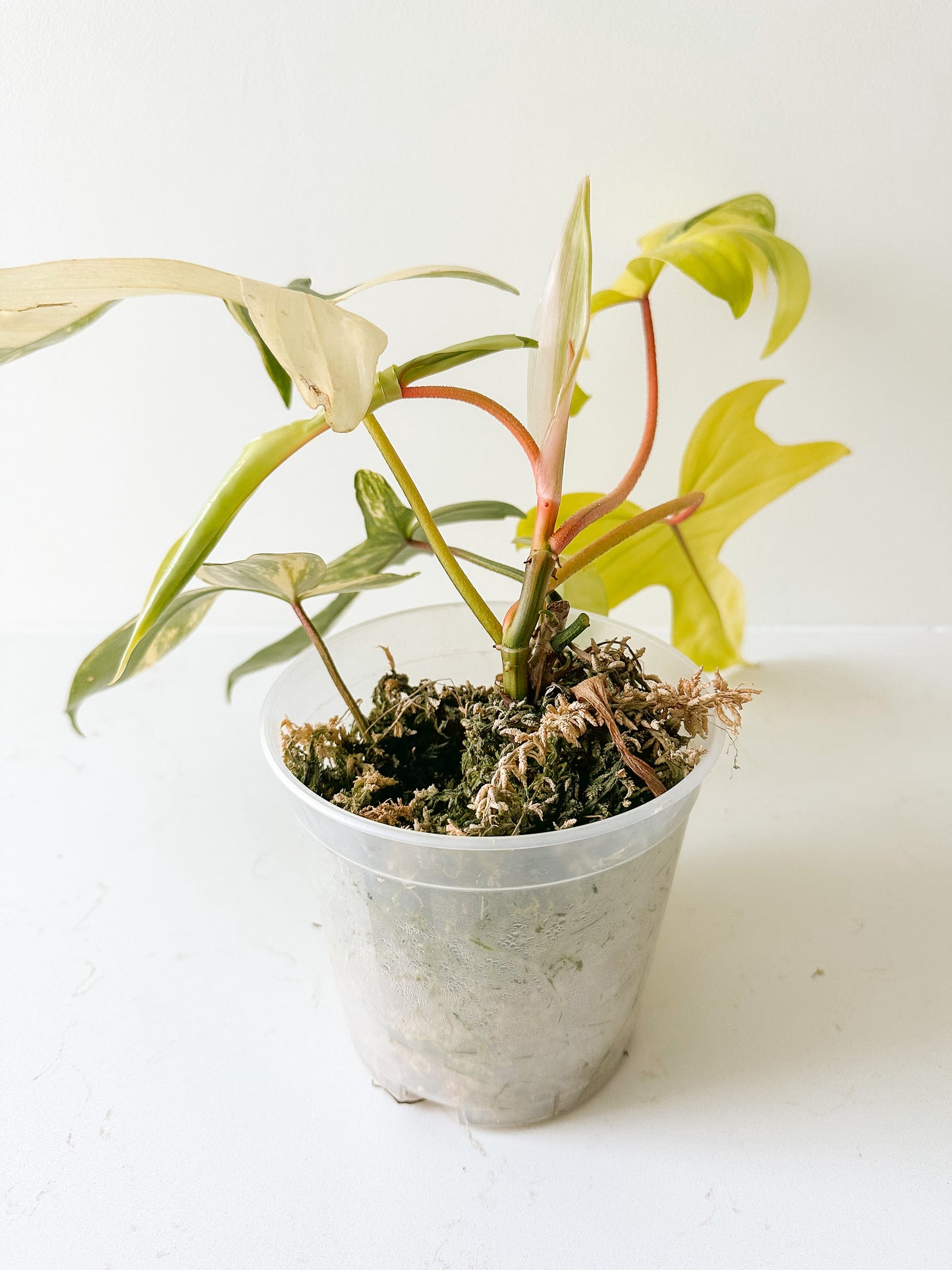 Philodendron Florida Beauty