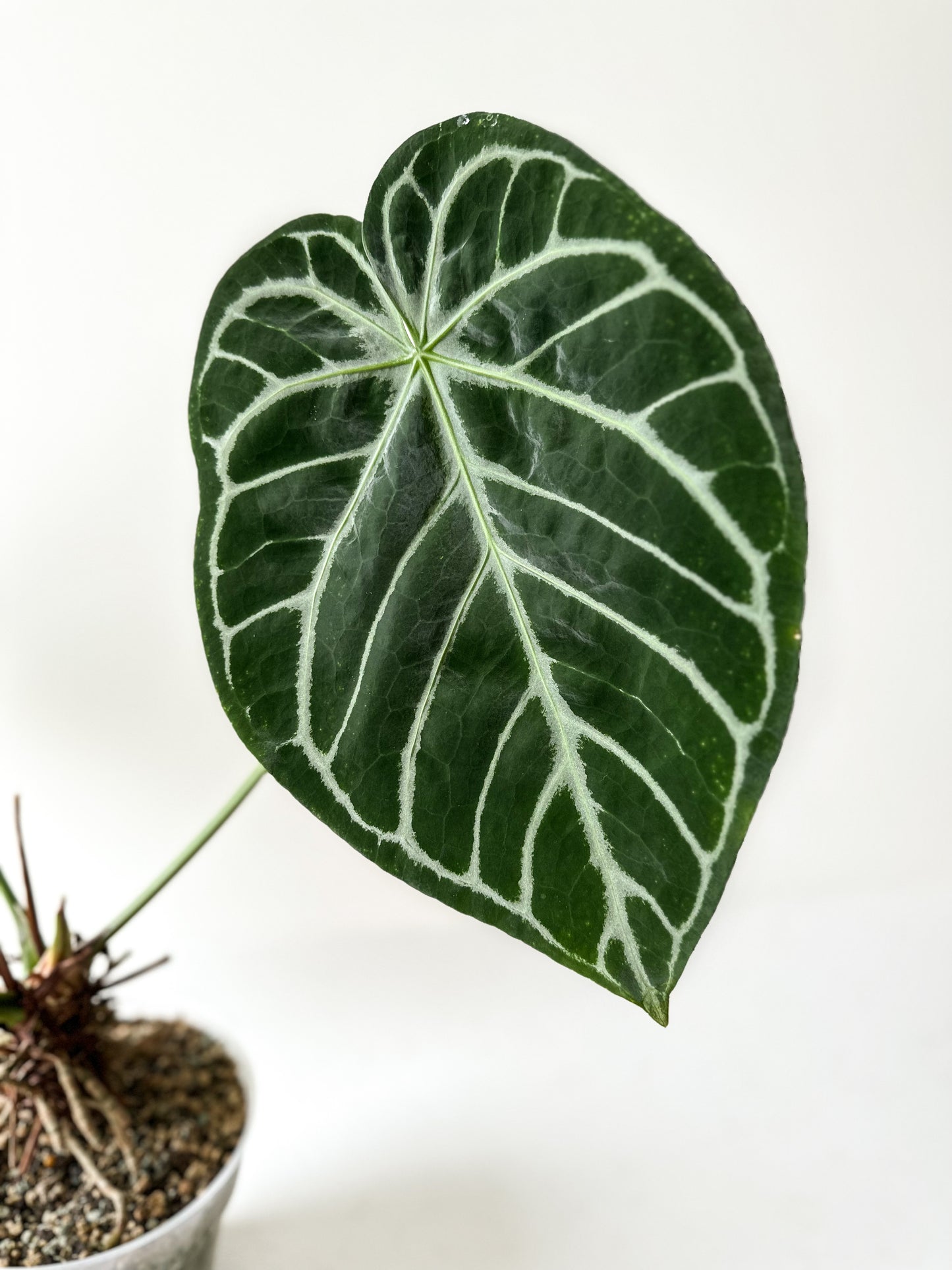 Anthurium Crystal Hope (Large)