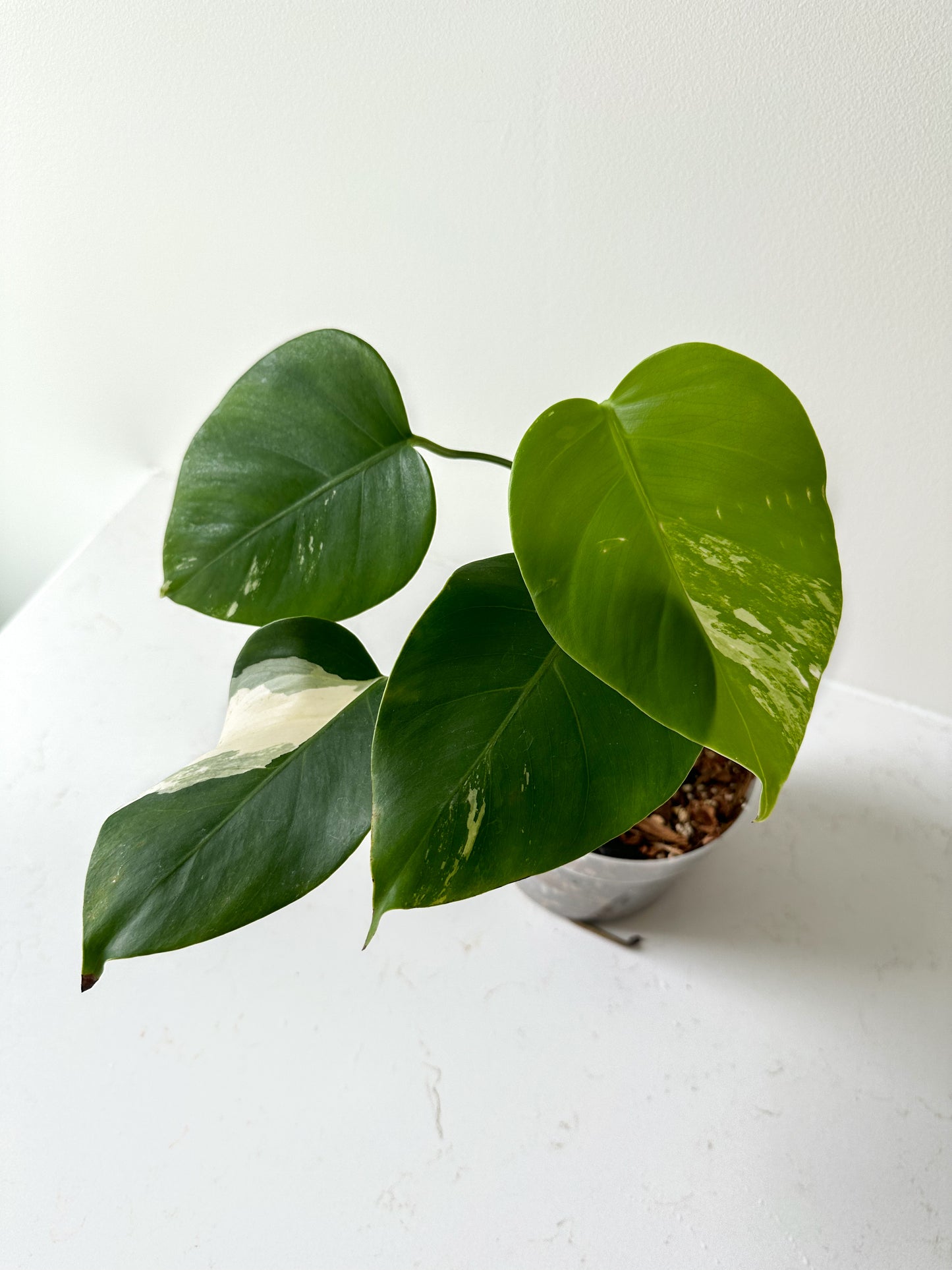 Monstera Deliciosa albo variegated