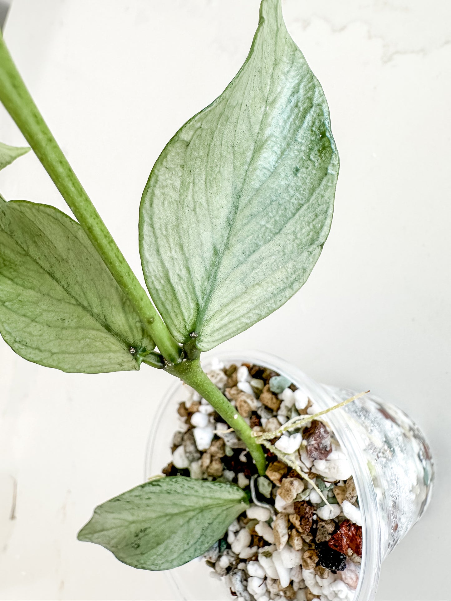 Hoya Polyneura Silver