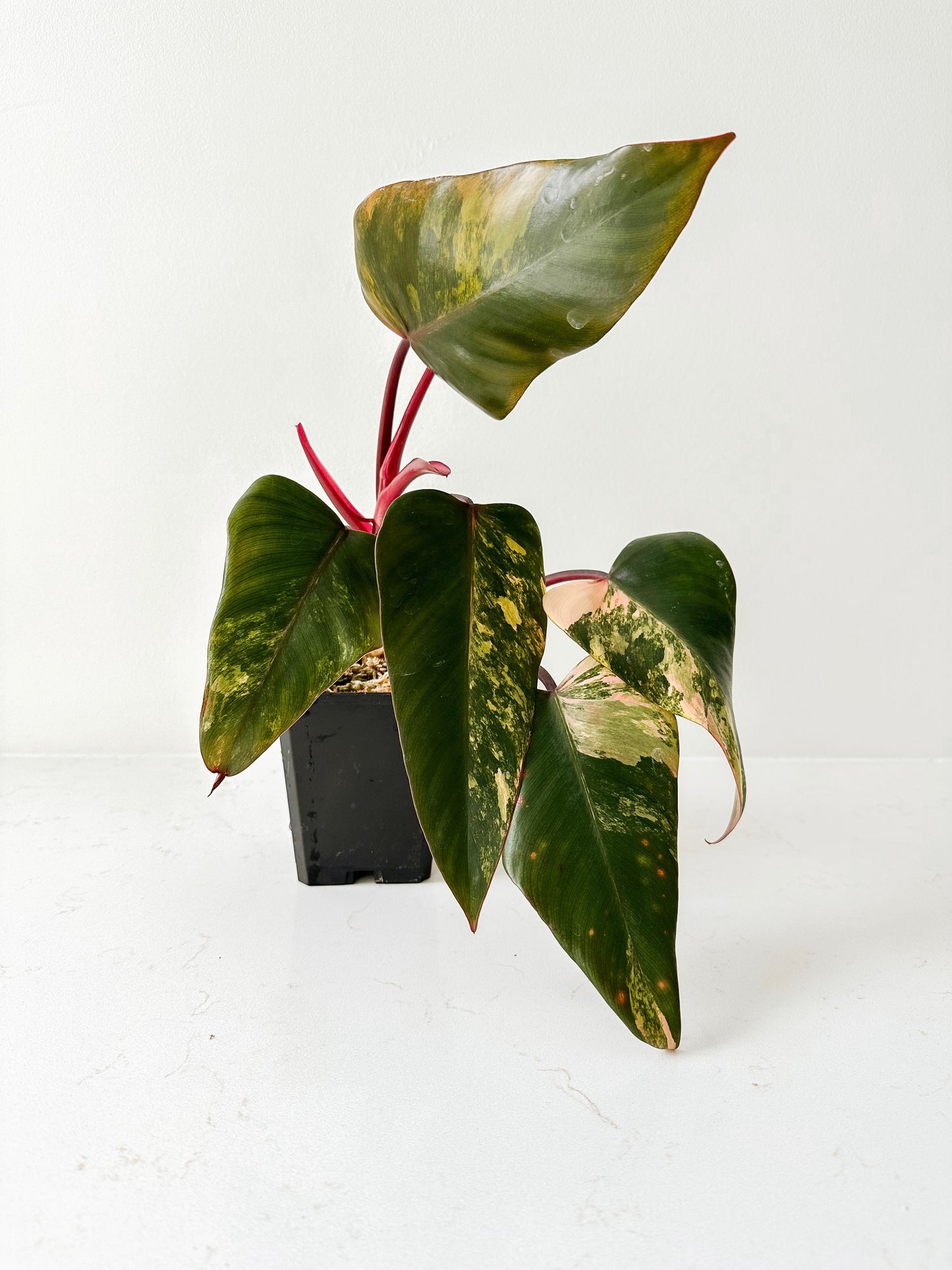 Philodendron Strawberry Shake