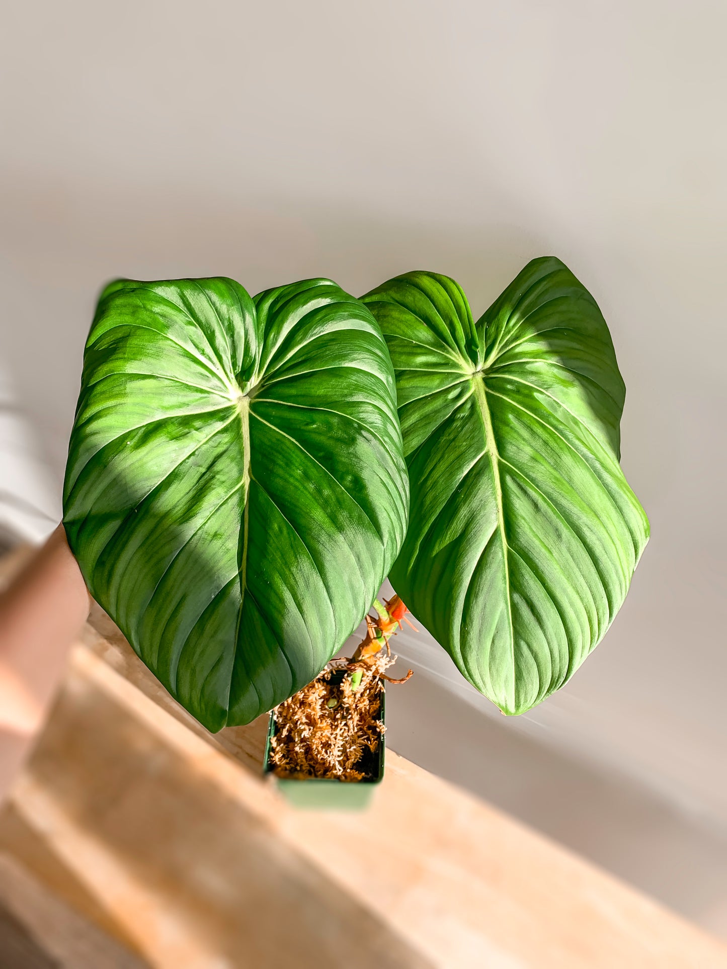 Philodendron Dean Mcdowell (large)