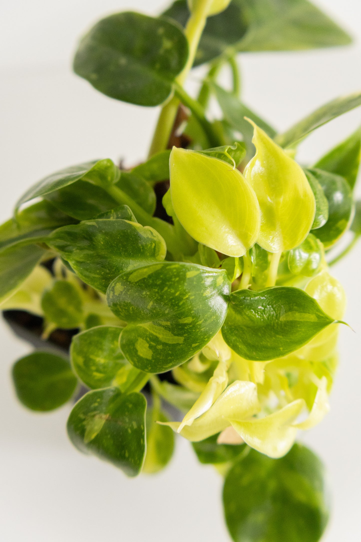 Philodendron Congo Green variegated