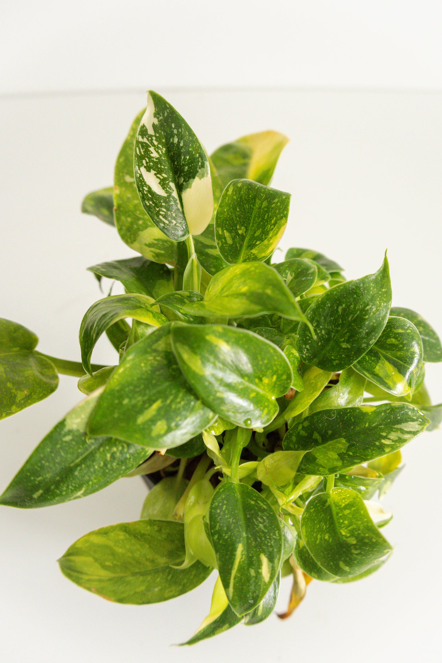 Philodendron Congo Green variegated