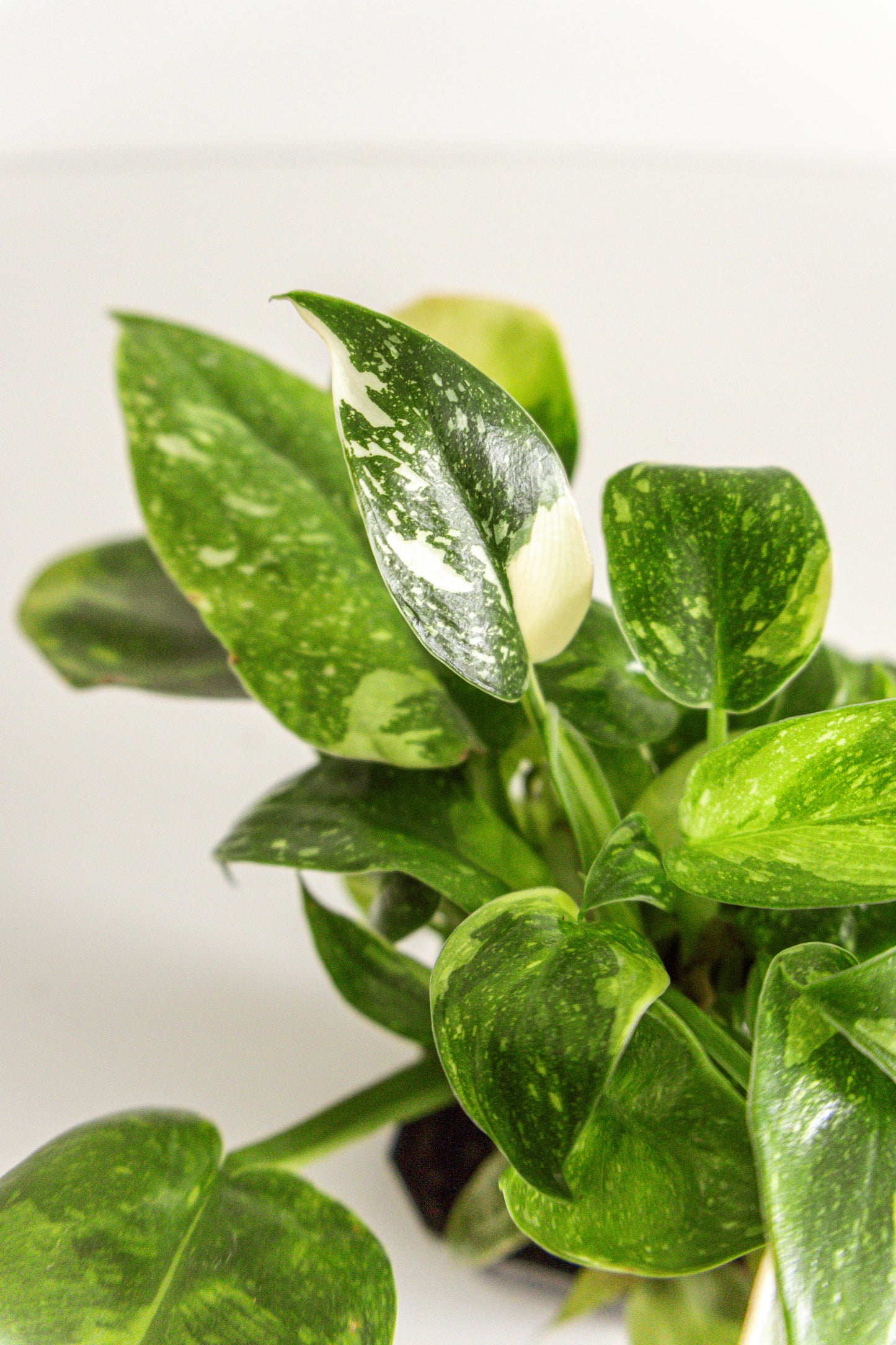 Philodendron Congo Green variegated
