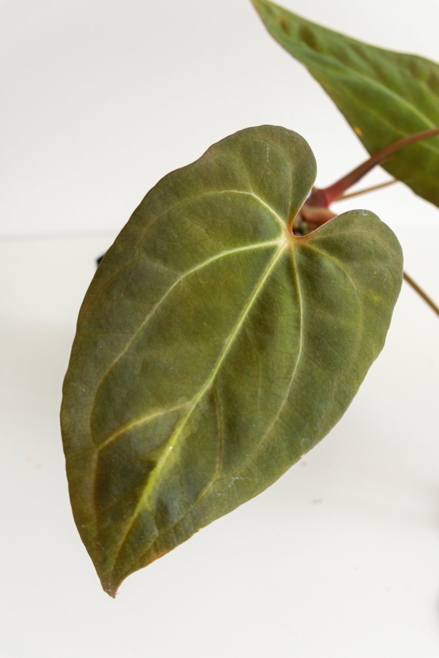 Anthurium Carlablackiae x BVEP