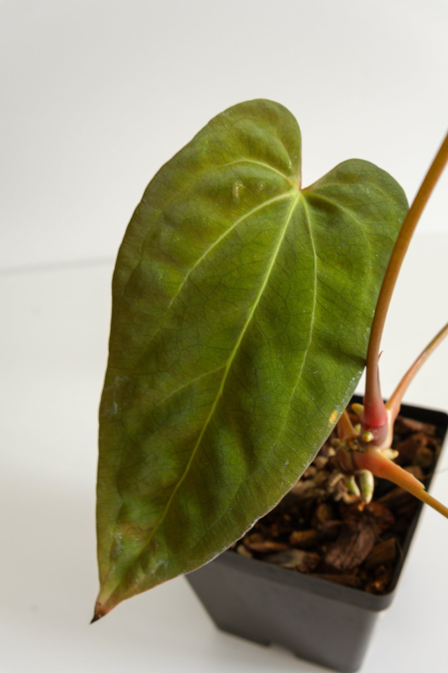 Anthurium Carlablackiae x BVEP