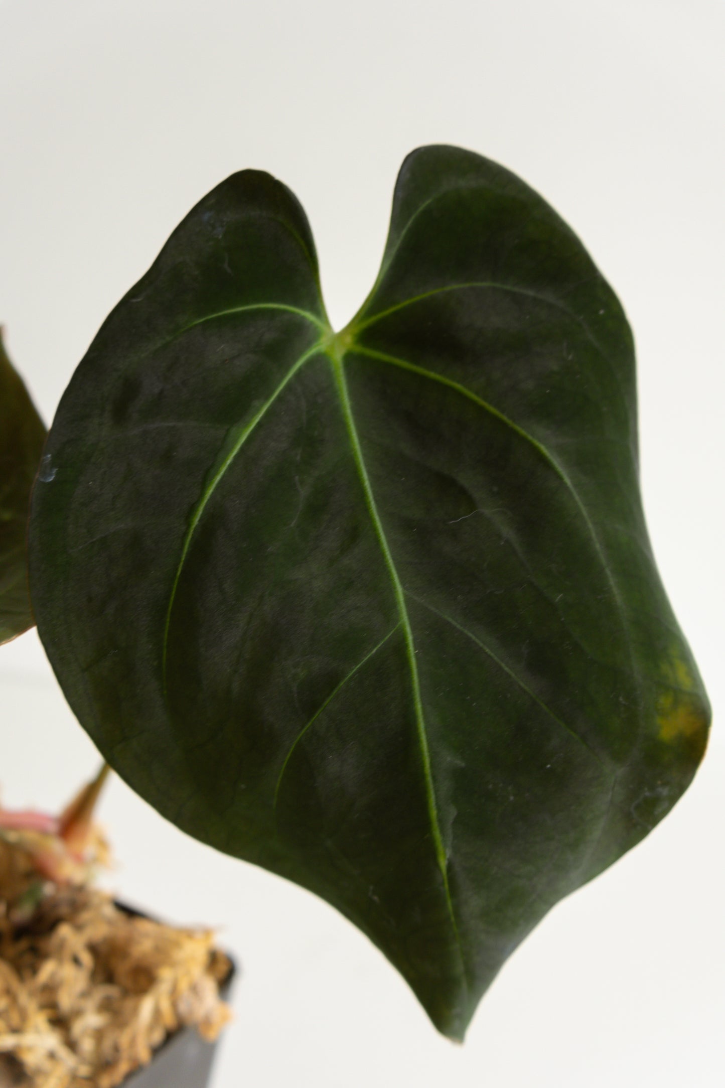 Anthurium Dressleri (Indonesia) hybrid