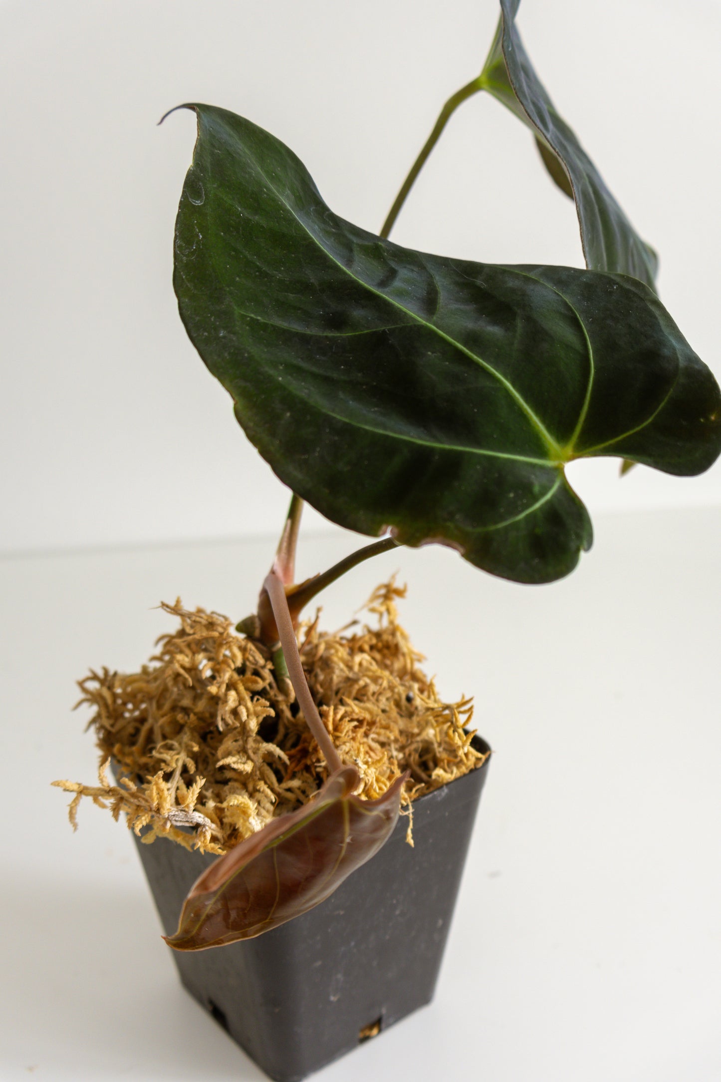 Anthurium Dressleri (Indonesia) hybrid