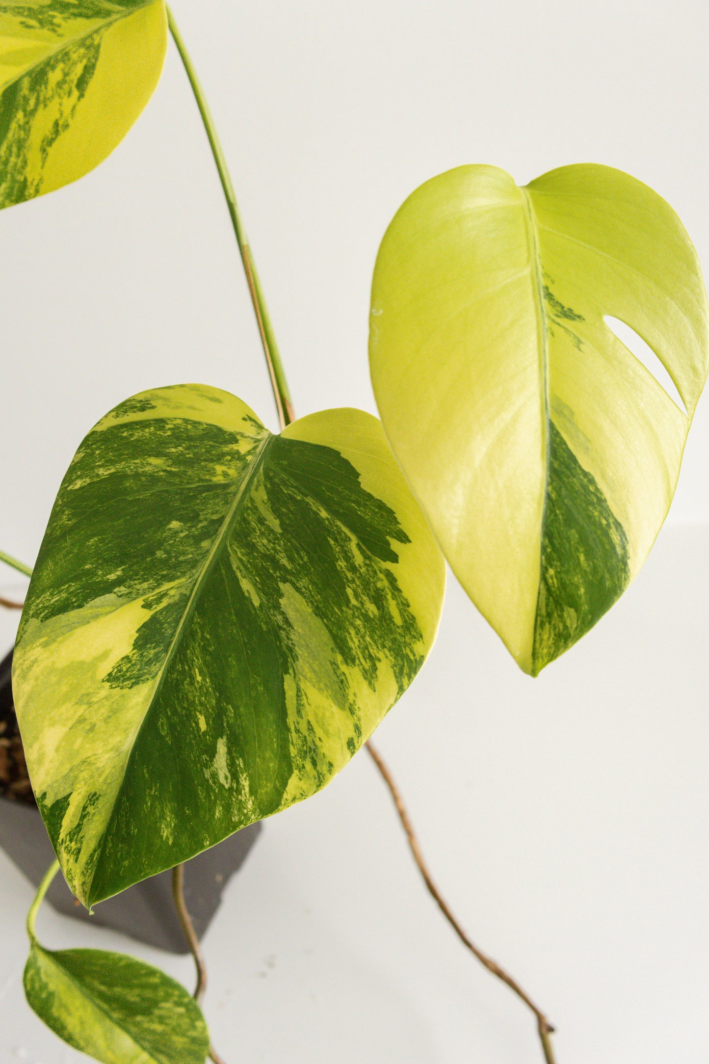 Monstera Deliciosa aurea