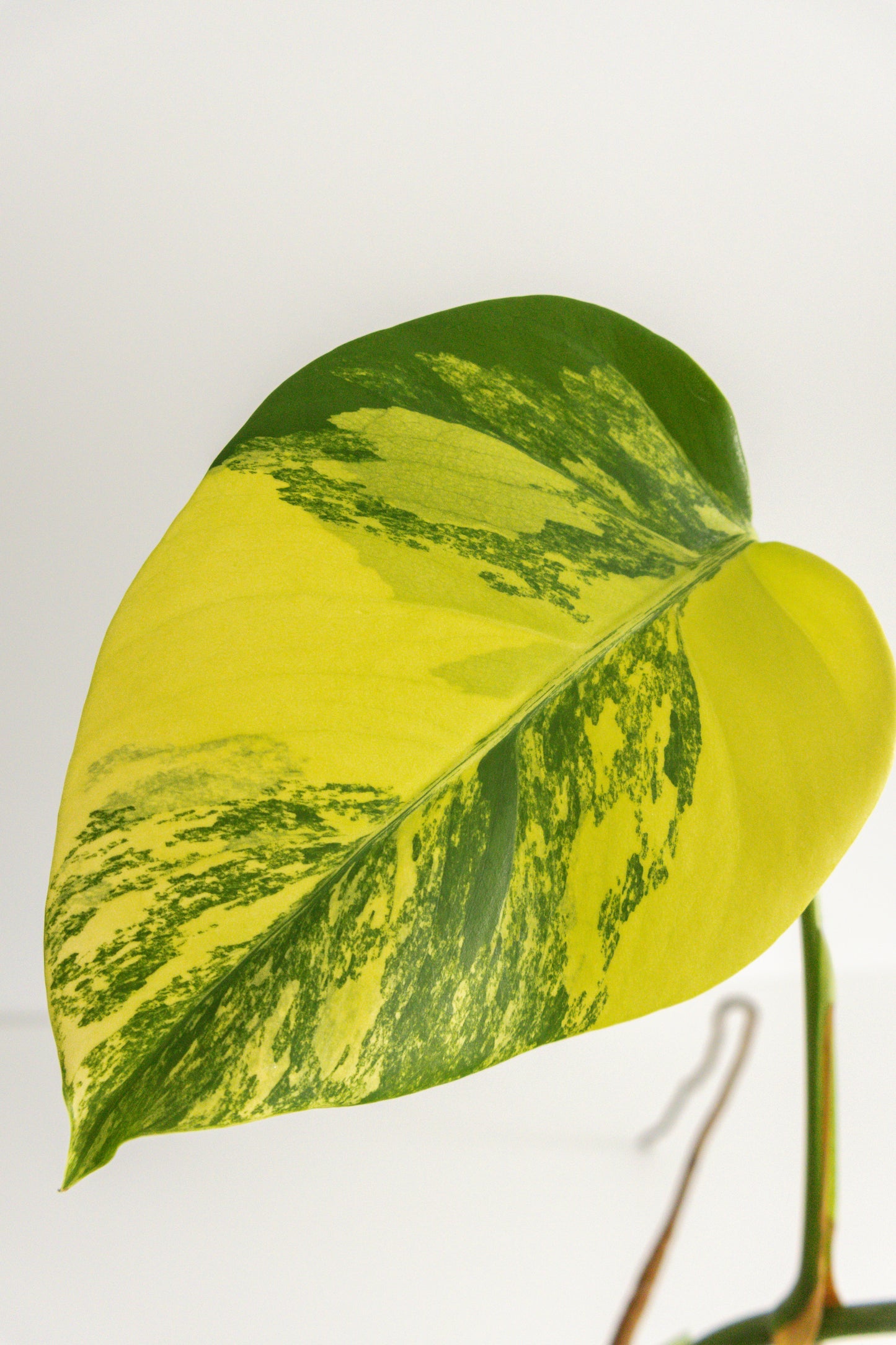 Monstera Deliciosa aurea