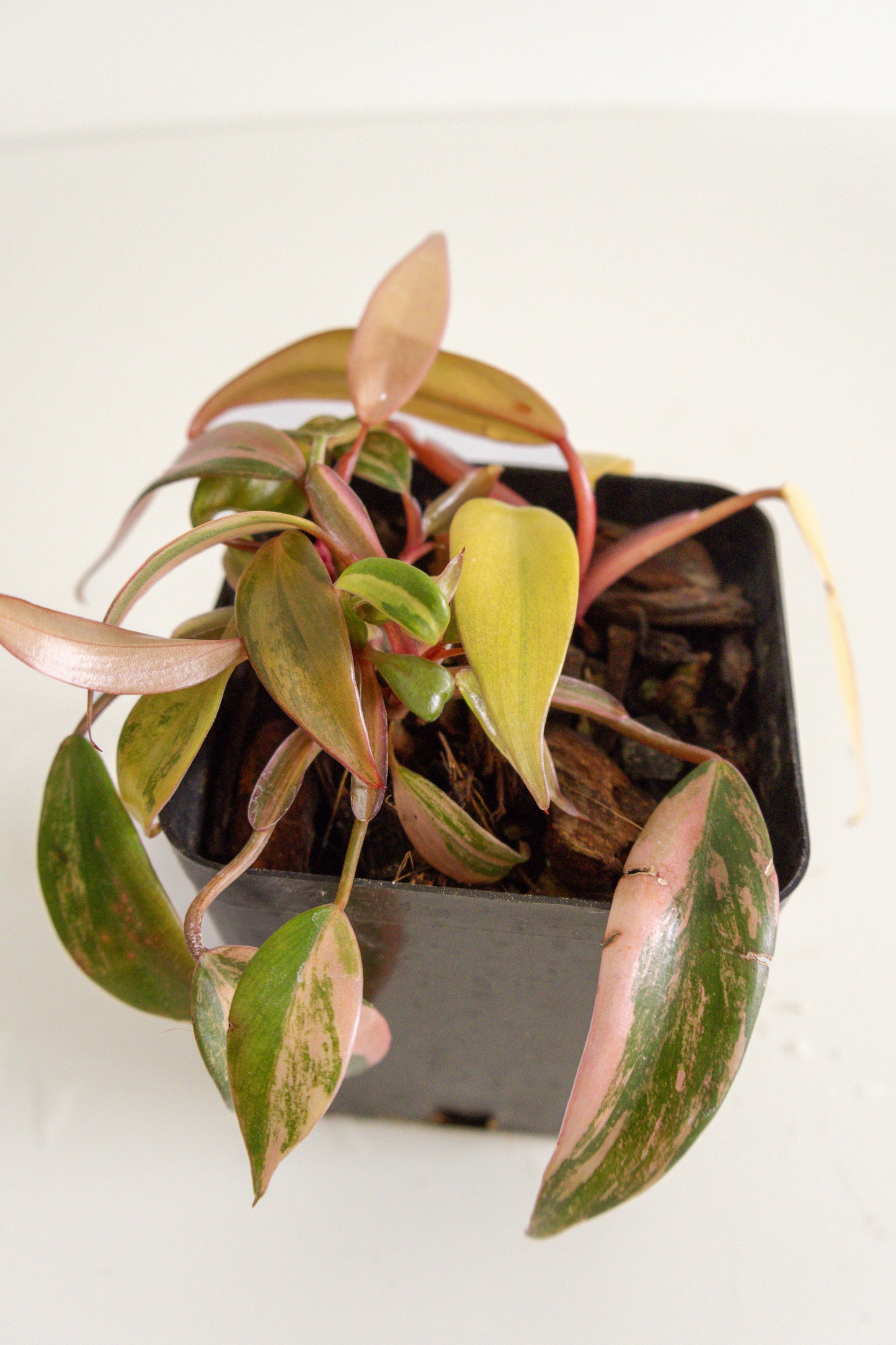 Philodendron Strawberry Shake