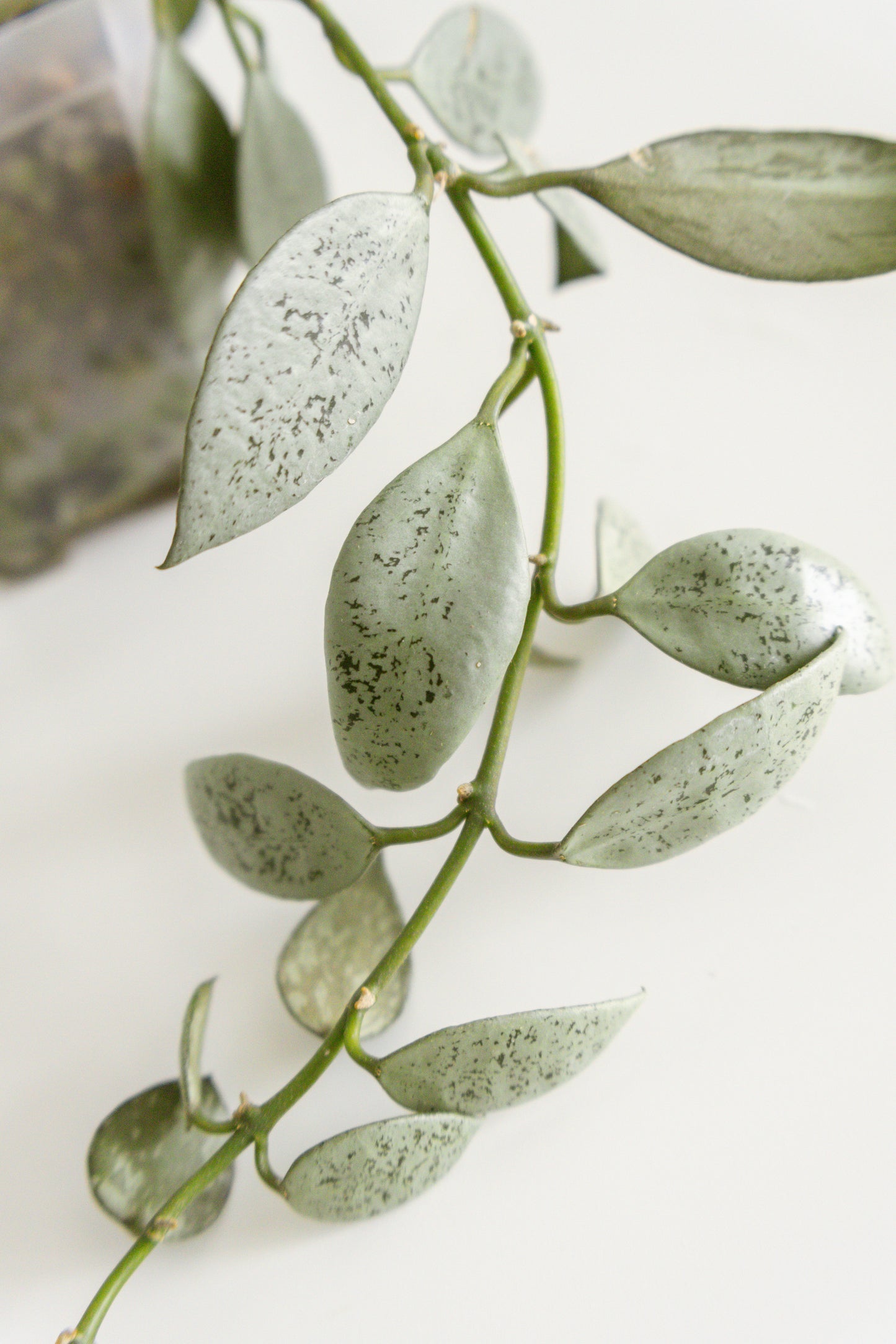 Hoya lacunosa 'Louisa's Silver'