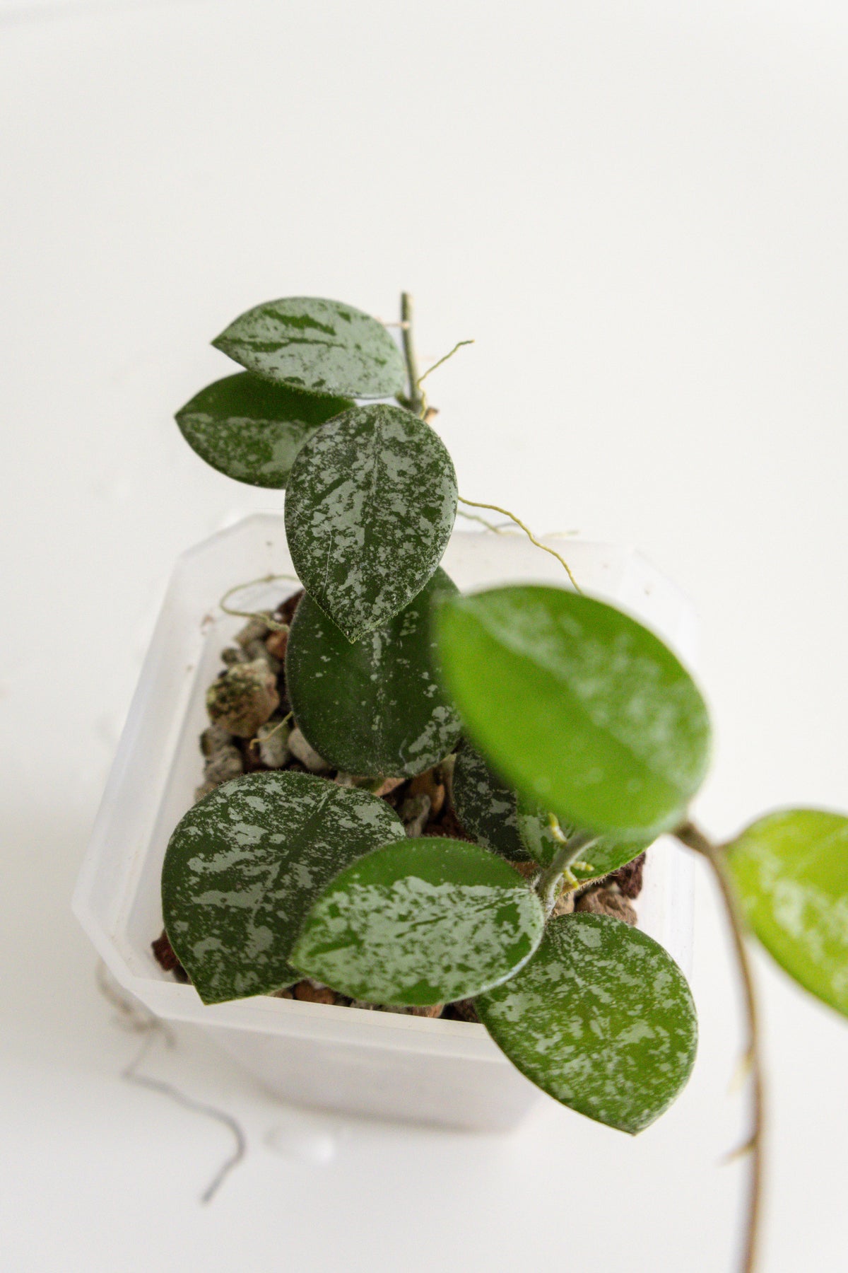 Spotted Mathilde Hoya hoya mathilde (splash) – Verdant Plant House