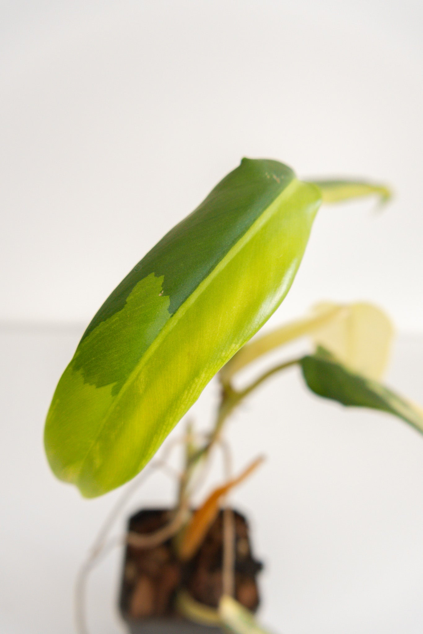 Philodendron Domesticum variegated