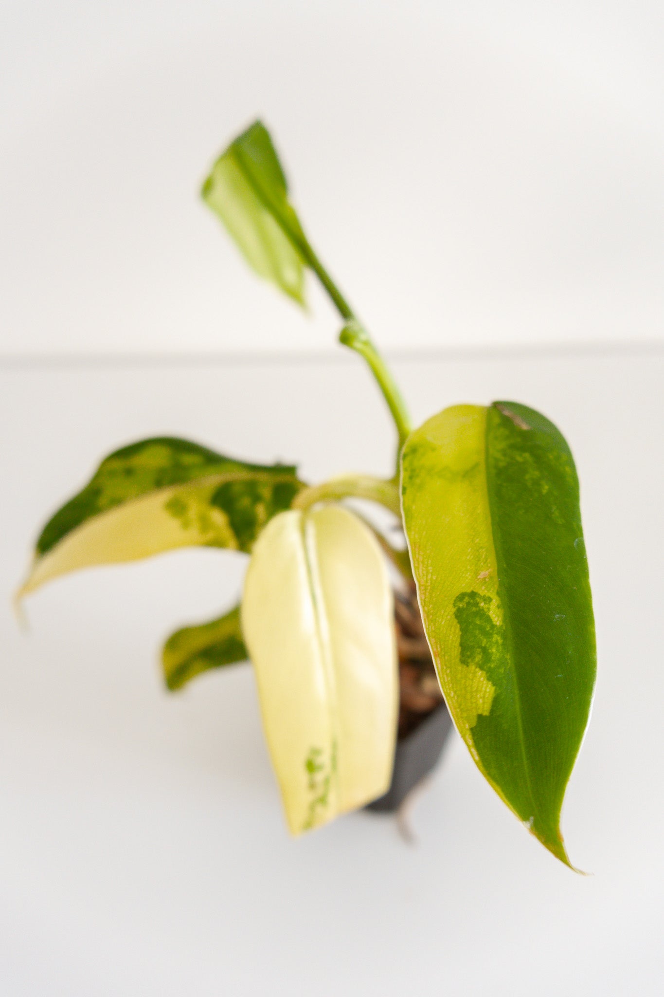 Philodendron Domesticum variegated