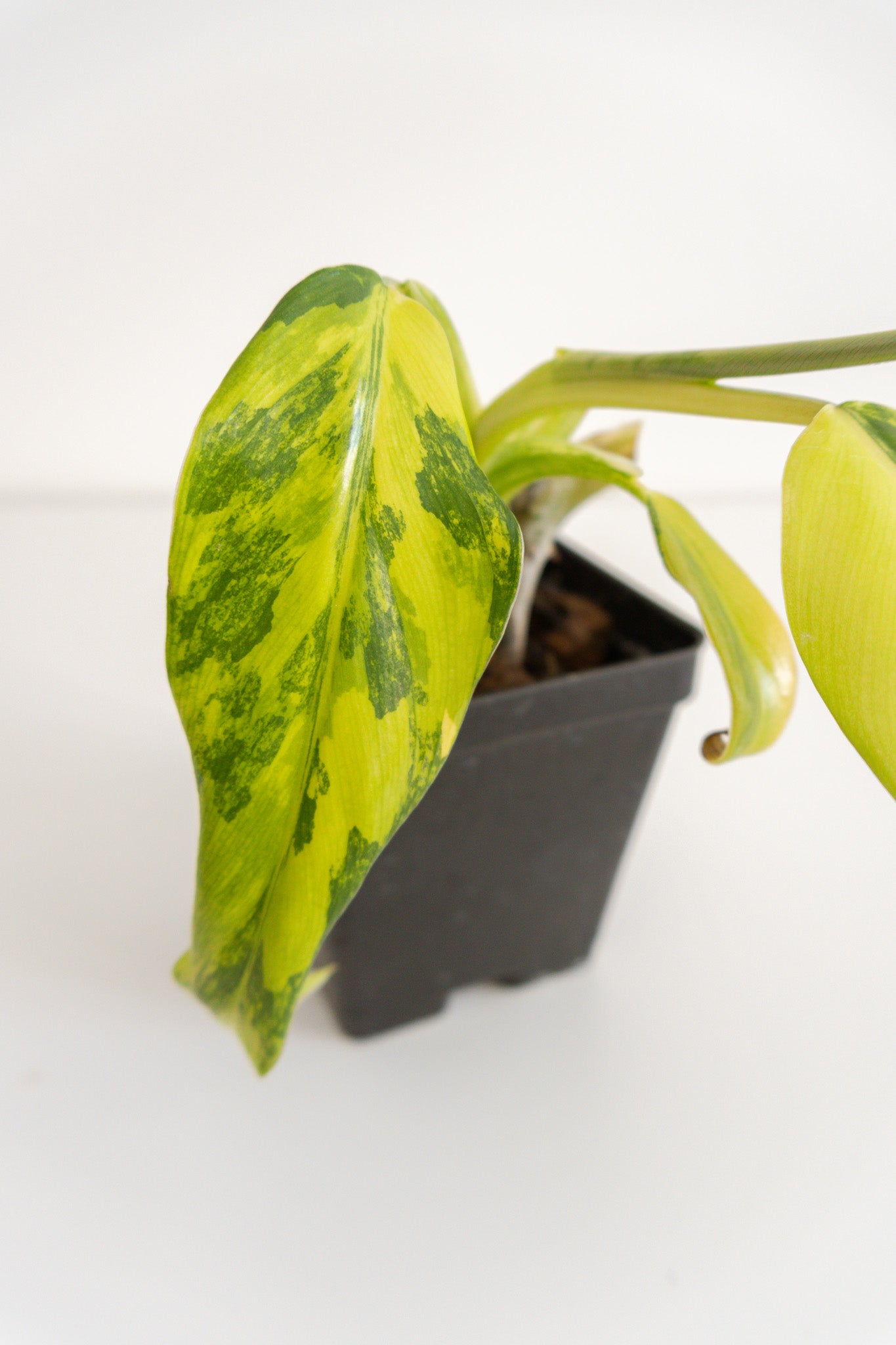 Philodendron Domesticum variegated