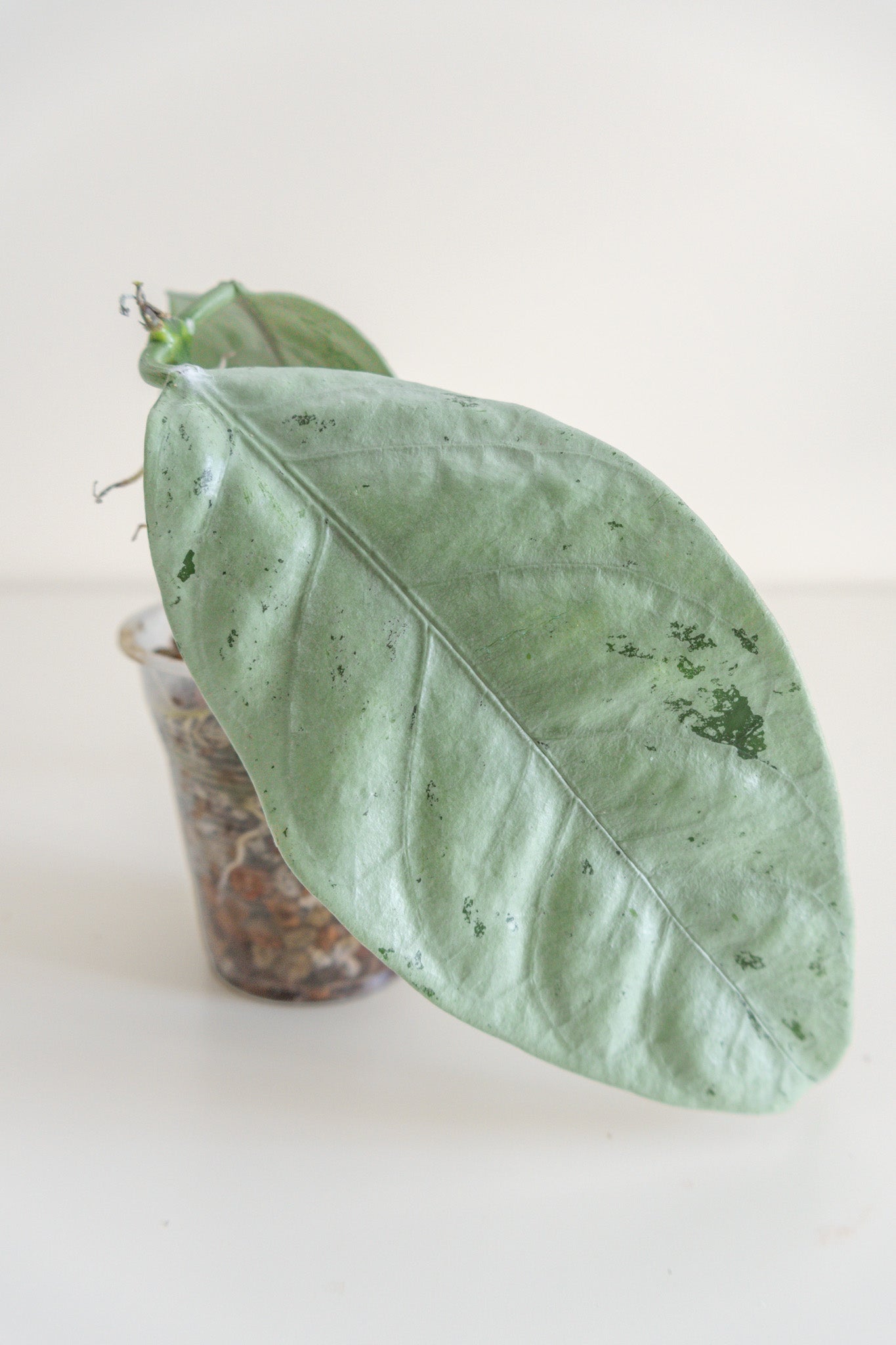 Hoya coriacea (silver)