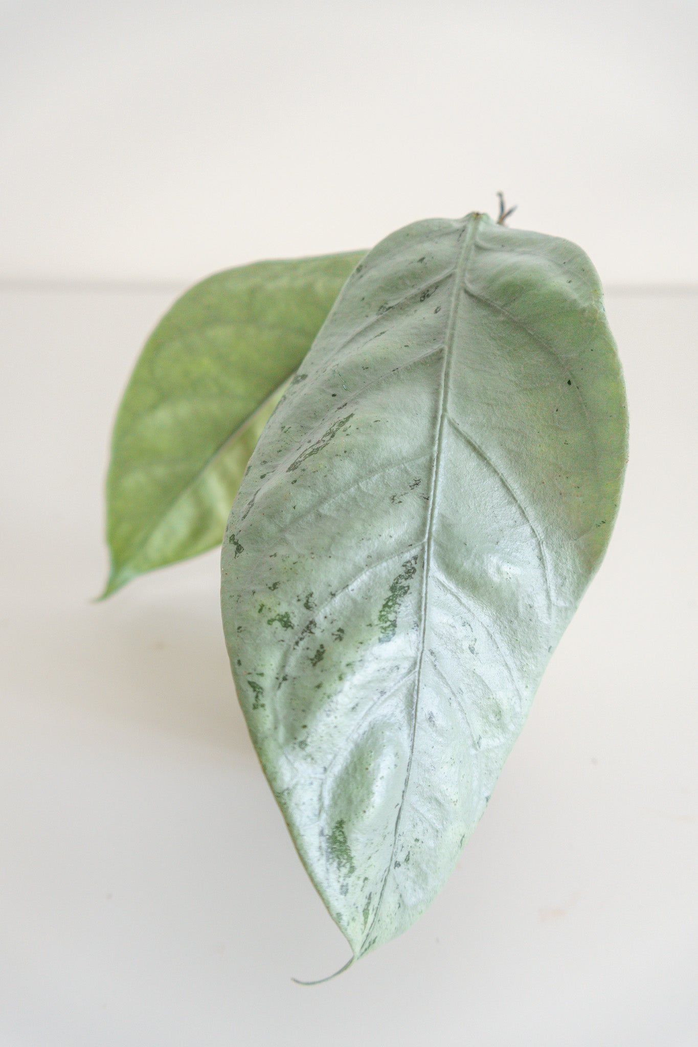 Hoya coriacea (silver)