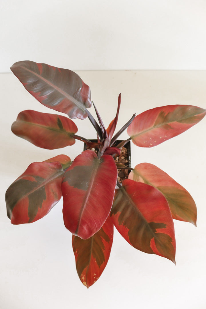 Philodendron Black Cardinal Variegated
