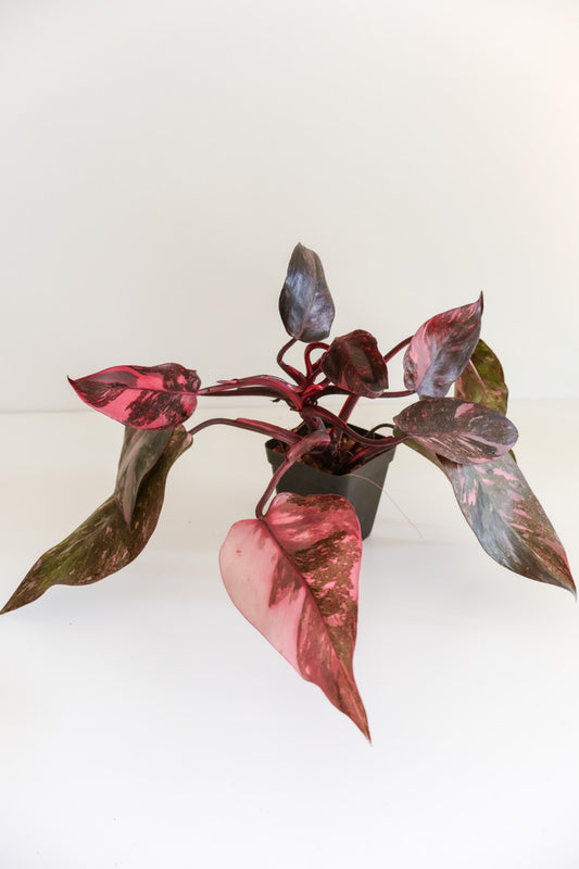 Philodendron Pink Princess