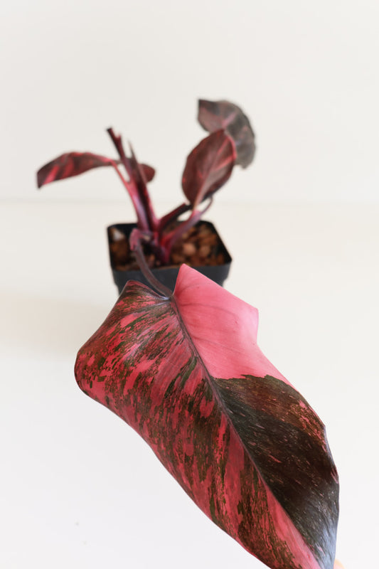 Philodendron Pink Princess