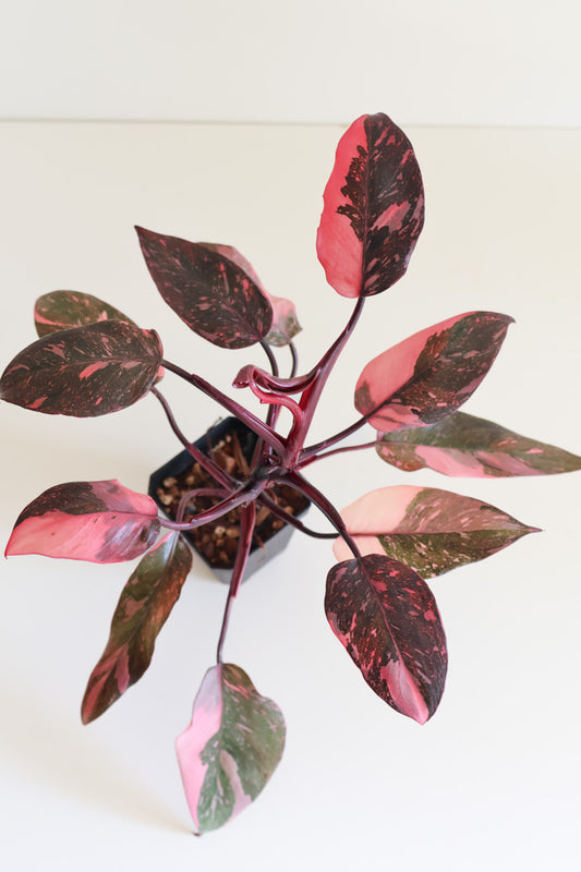 Philodendron Pink Princess