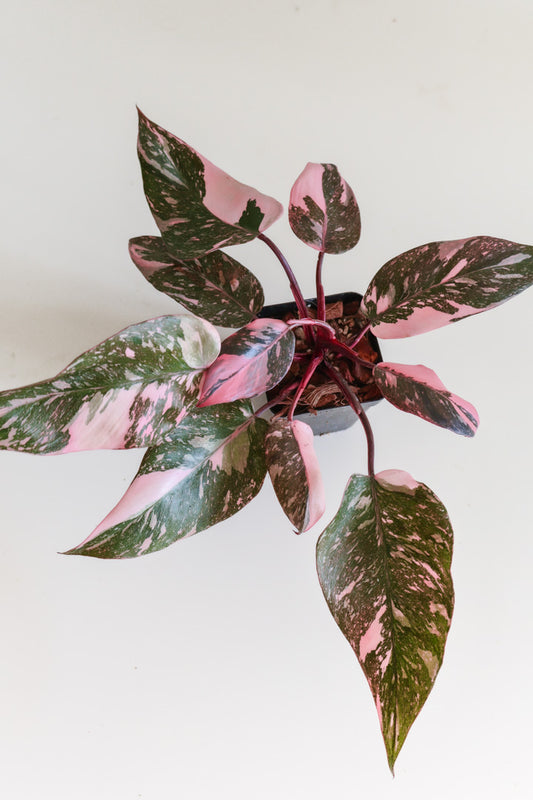 Philodendron Pink Princess