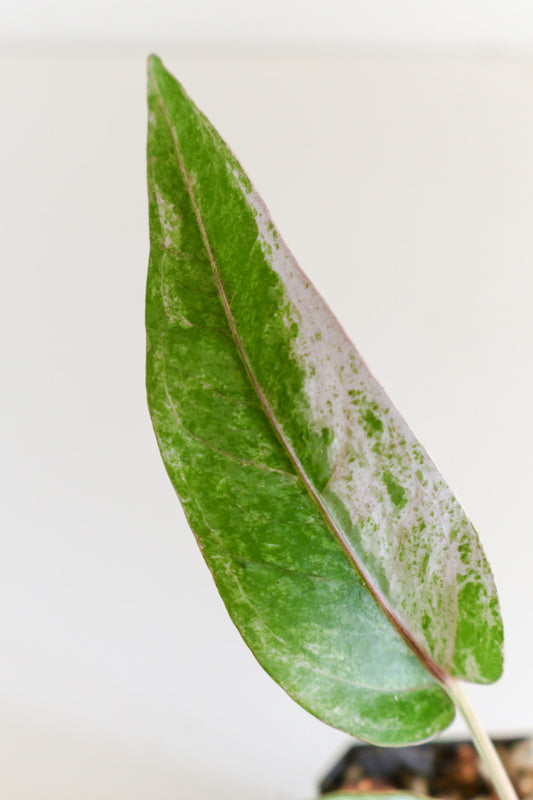 Anthurium Renaissance Variegated