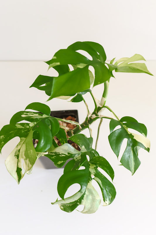 Rhaphidophora Tetrasperma variegated