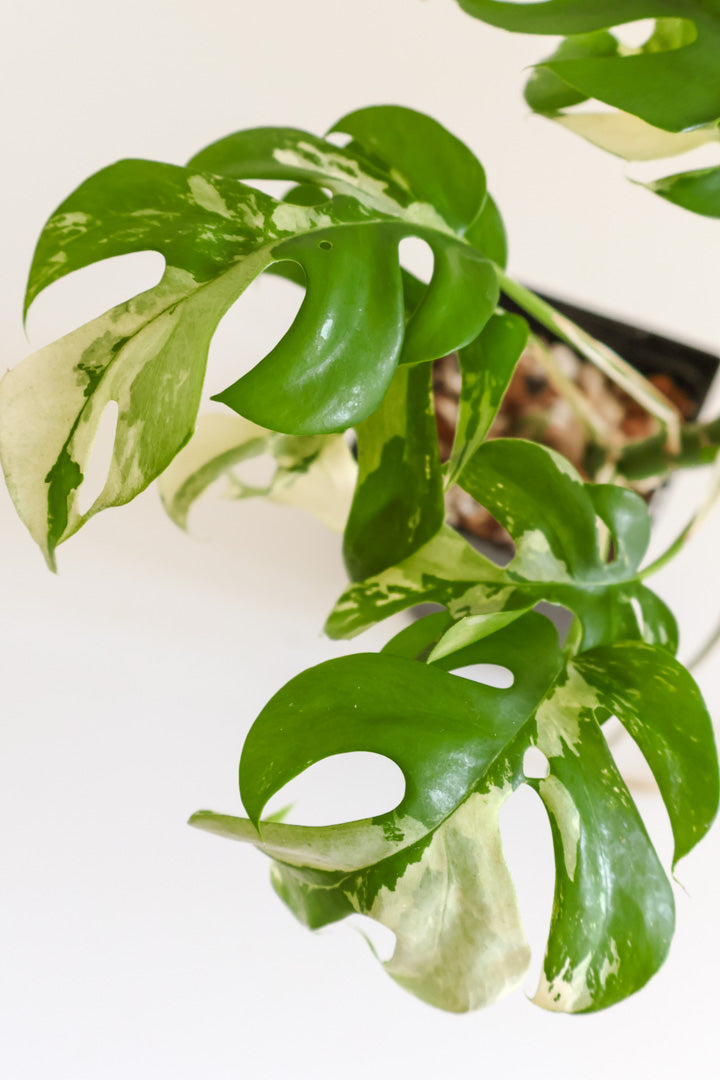 Rhaphidophora Tetrasperma variegated