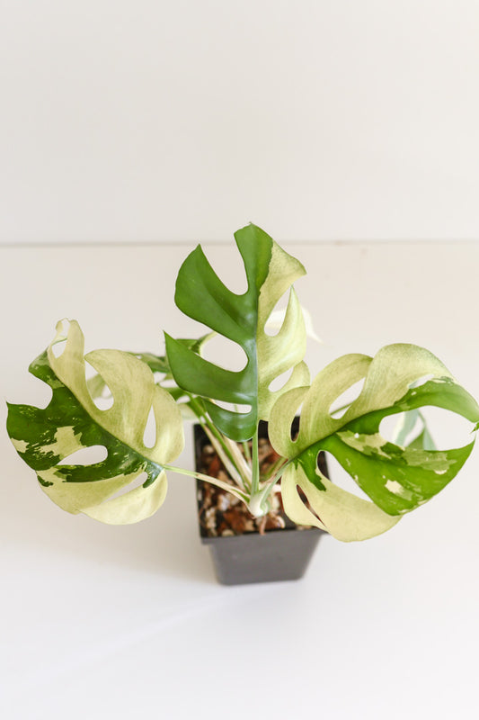 Rhaphidophora Tetrasperma variegated