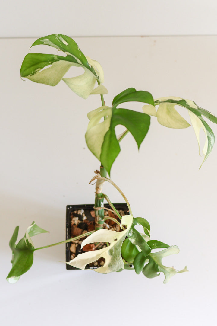 Rhaphidophora Tetrasperma variegated
