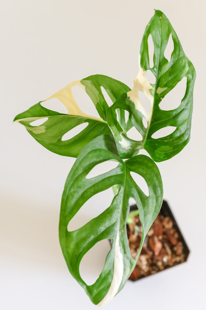 Monstera Adansonii variegated