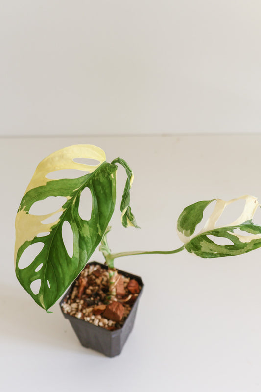 Monstera Adansonii variegated
