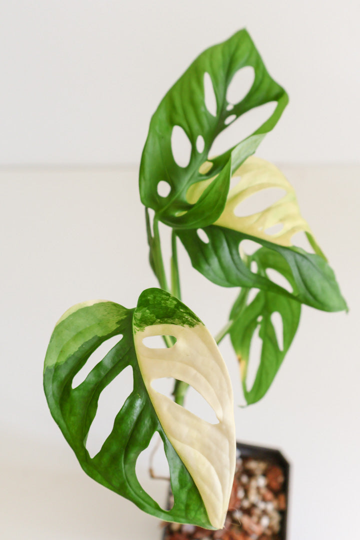 Monstera Adansonii variegated